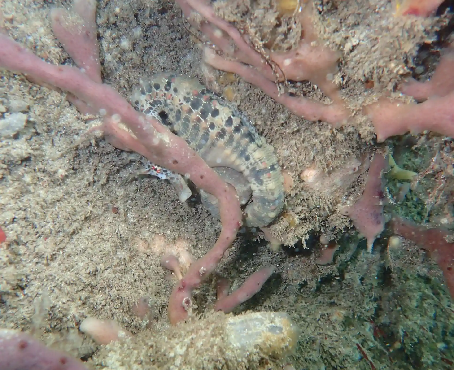 Dive site photo