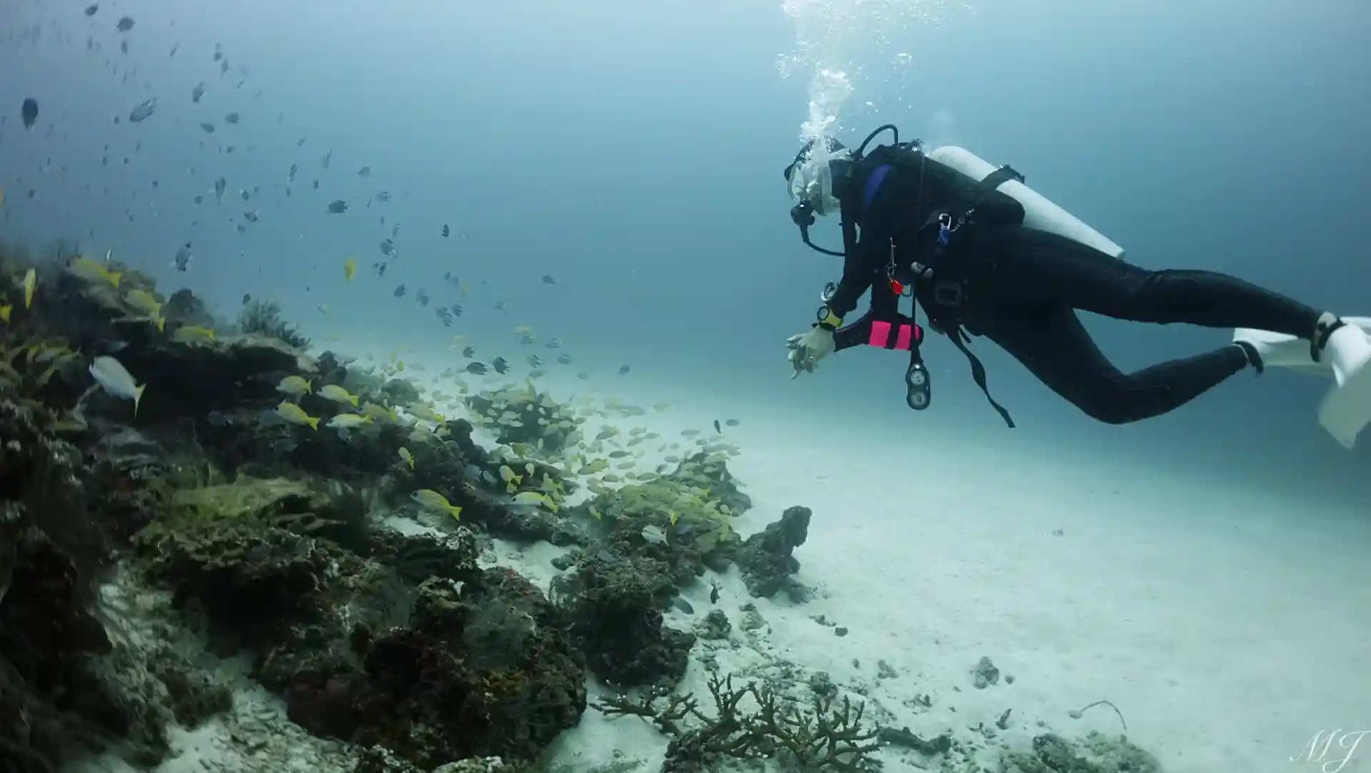 Explore colorful coral reefs teeming with tropical fish