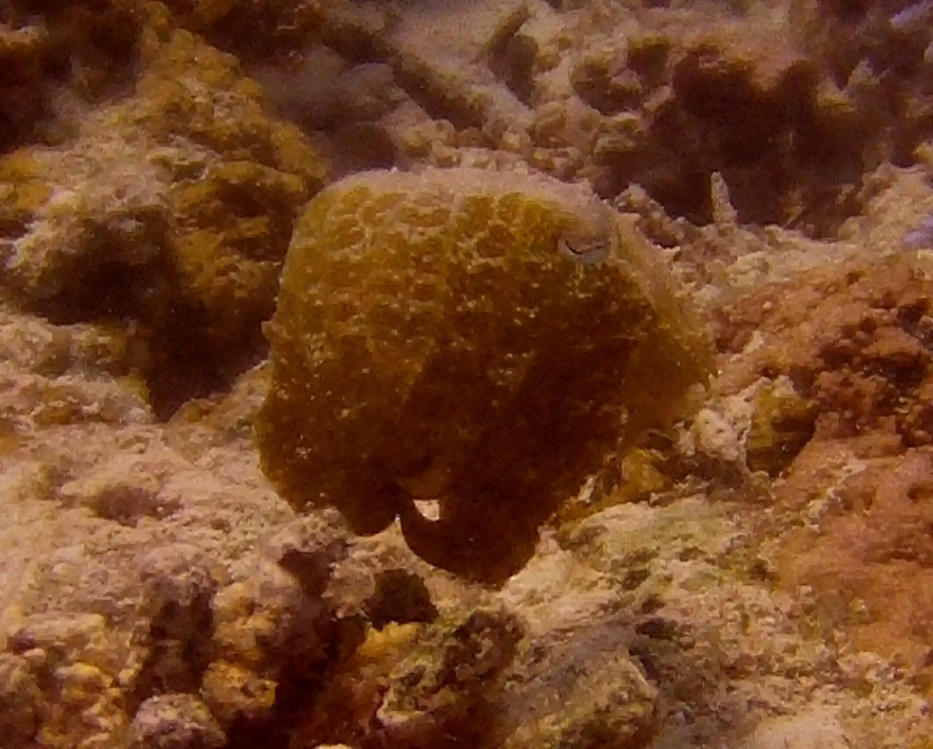 Photo du site de plongée