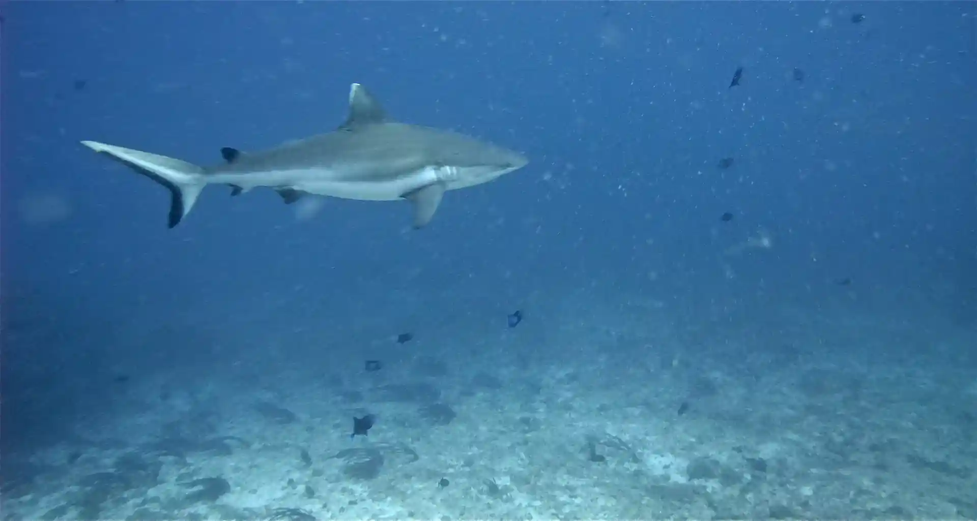 Dive site photo