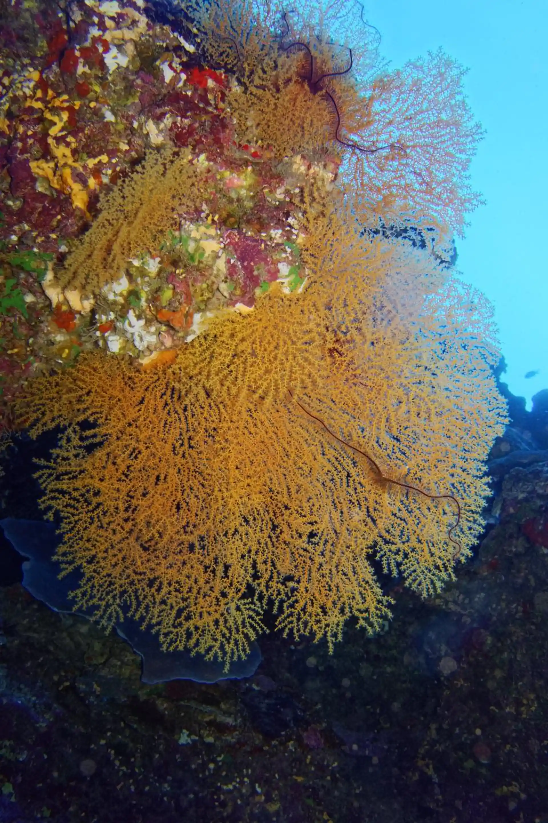 Dive shop photo