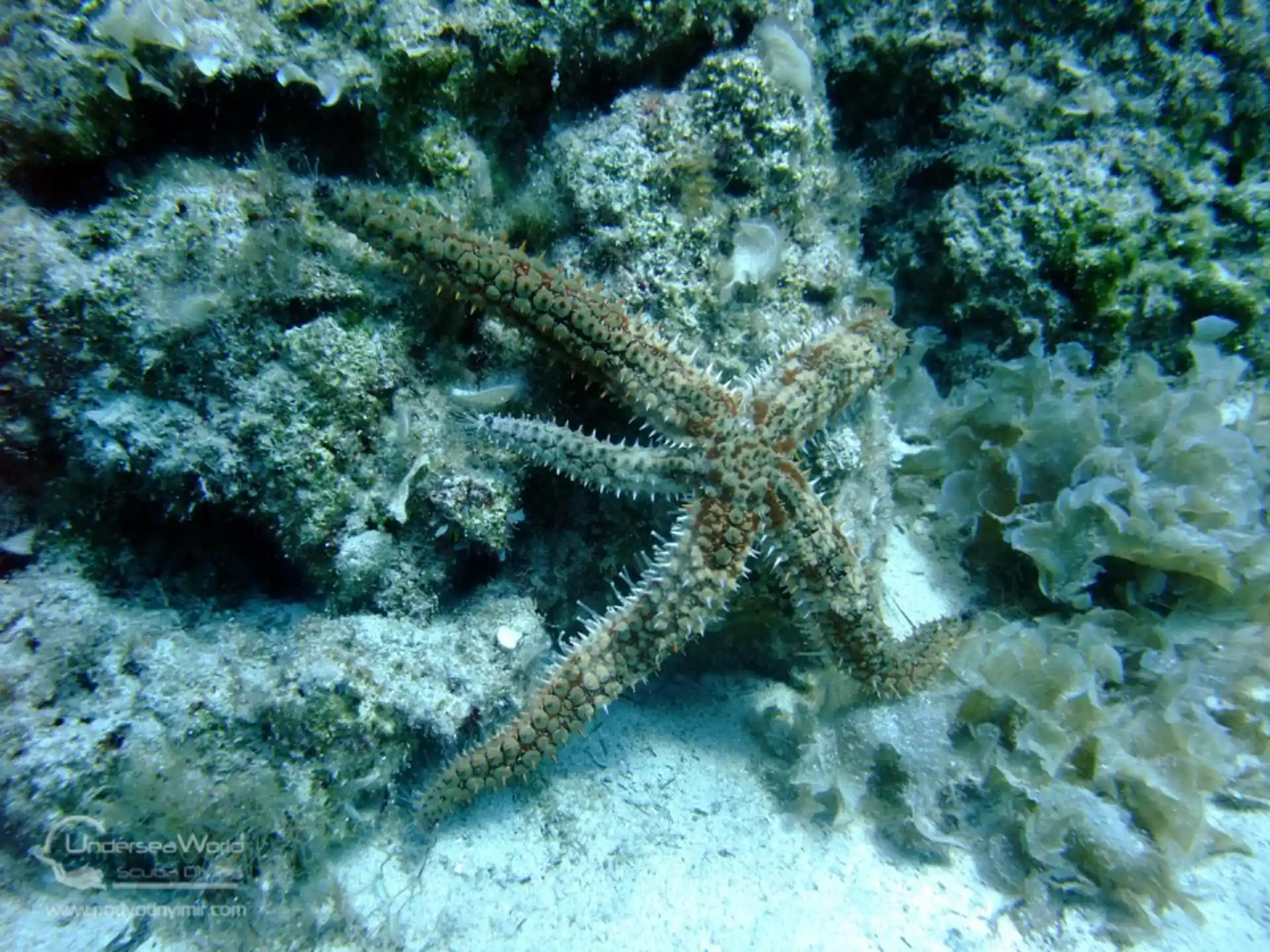 Dive site photo