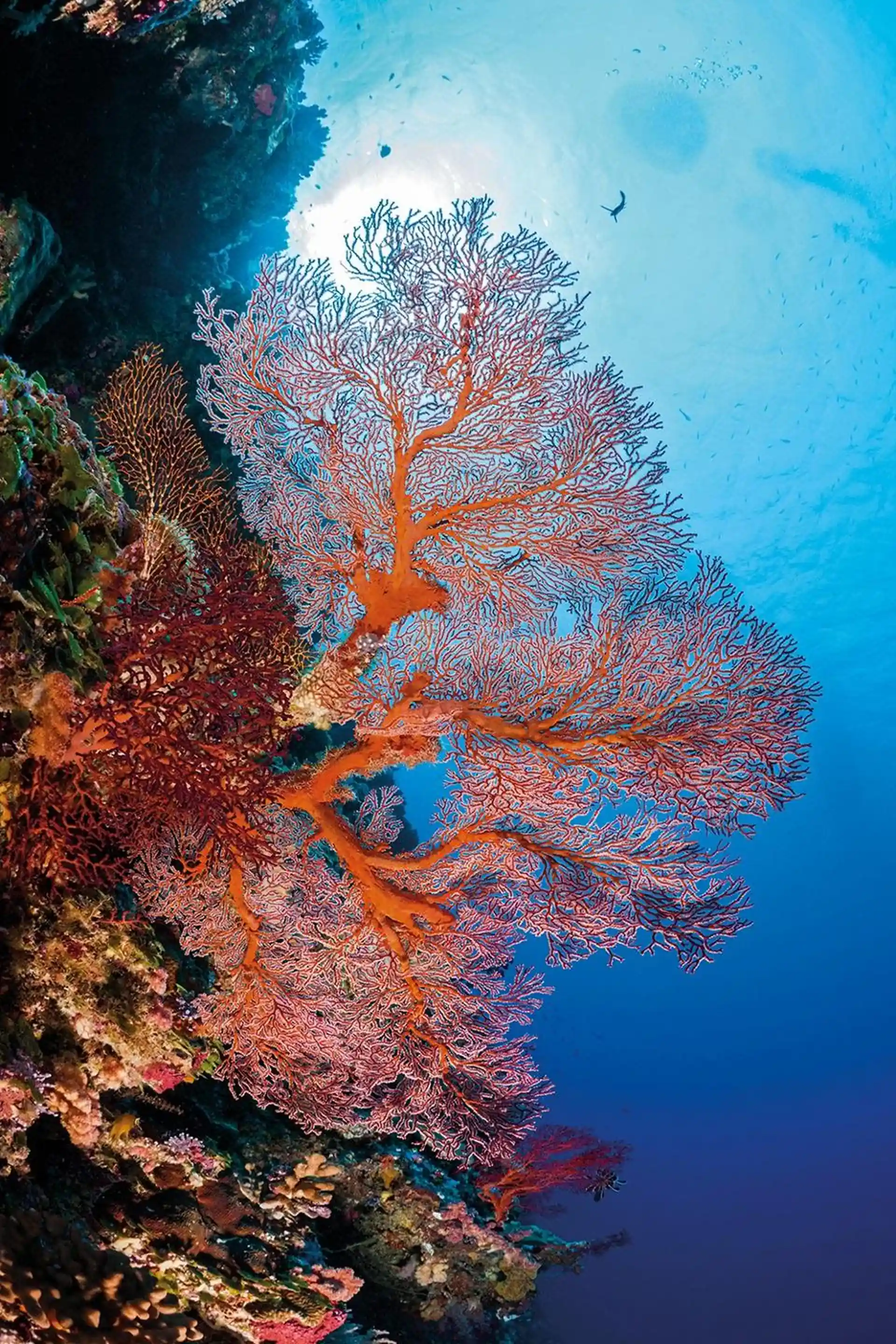 Dive site photo