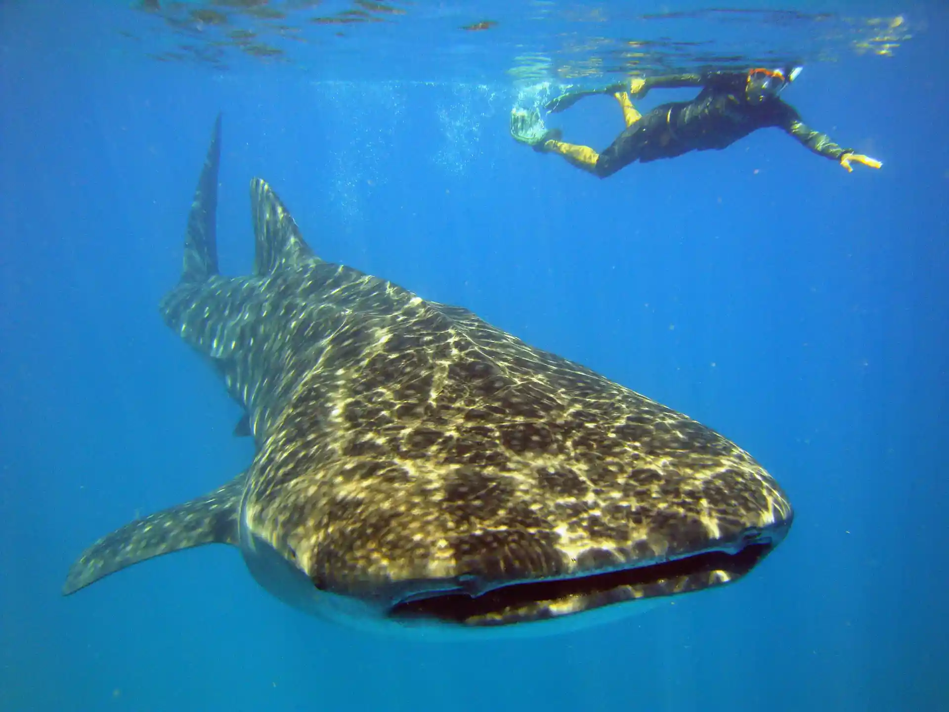 Foto de la tienda de buceo