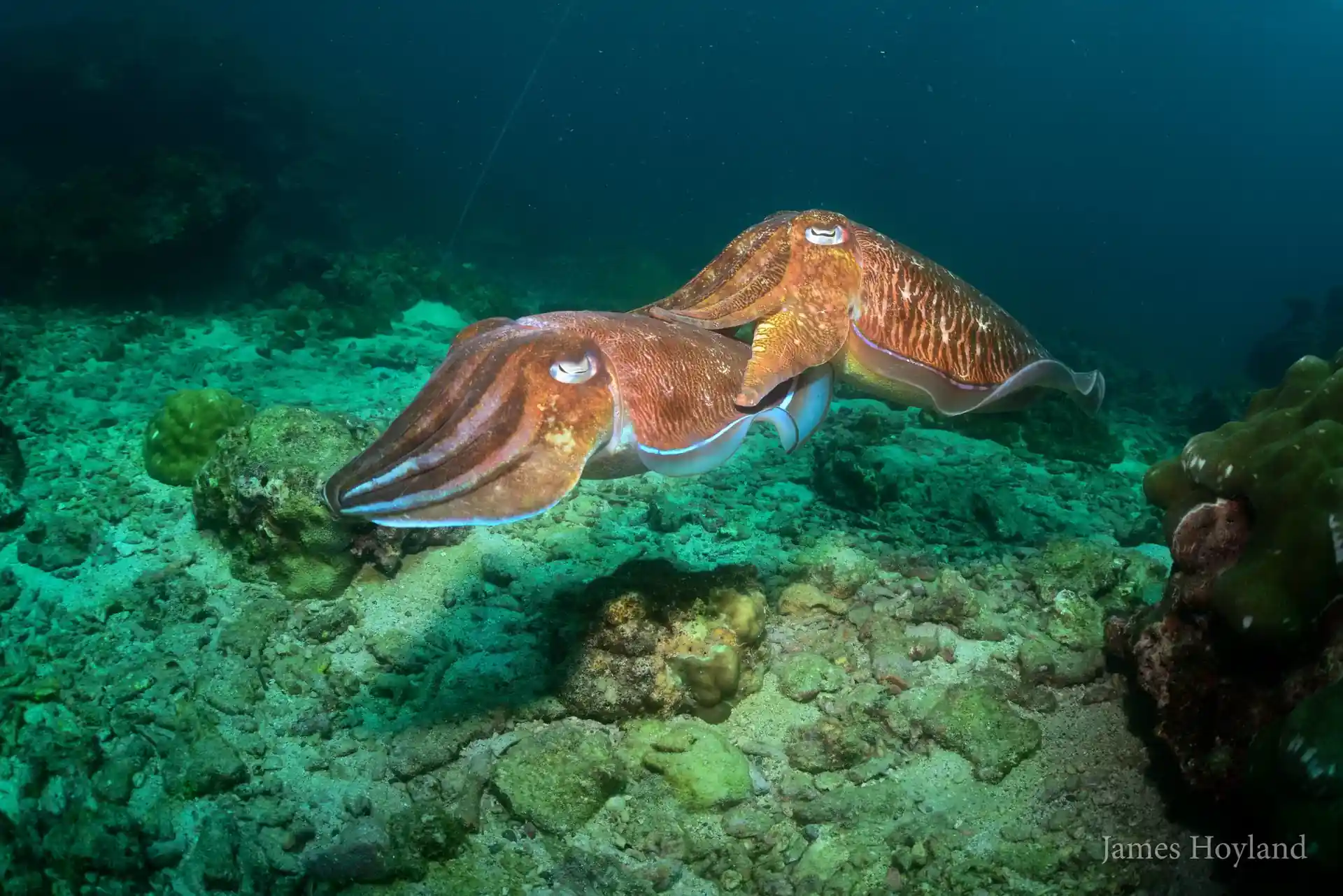 다이빙 포인트 사진