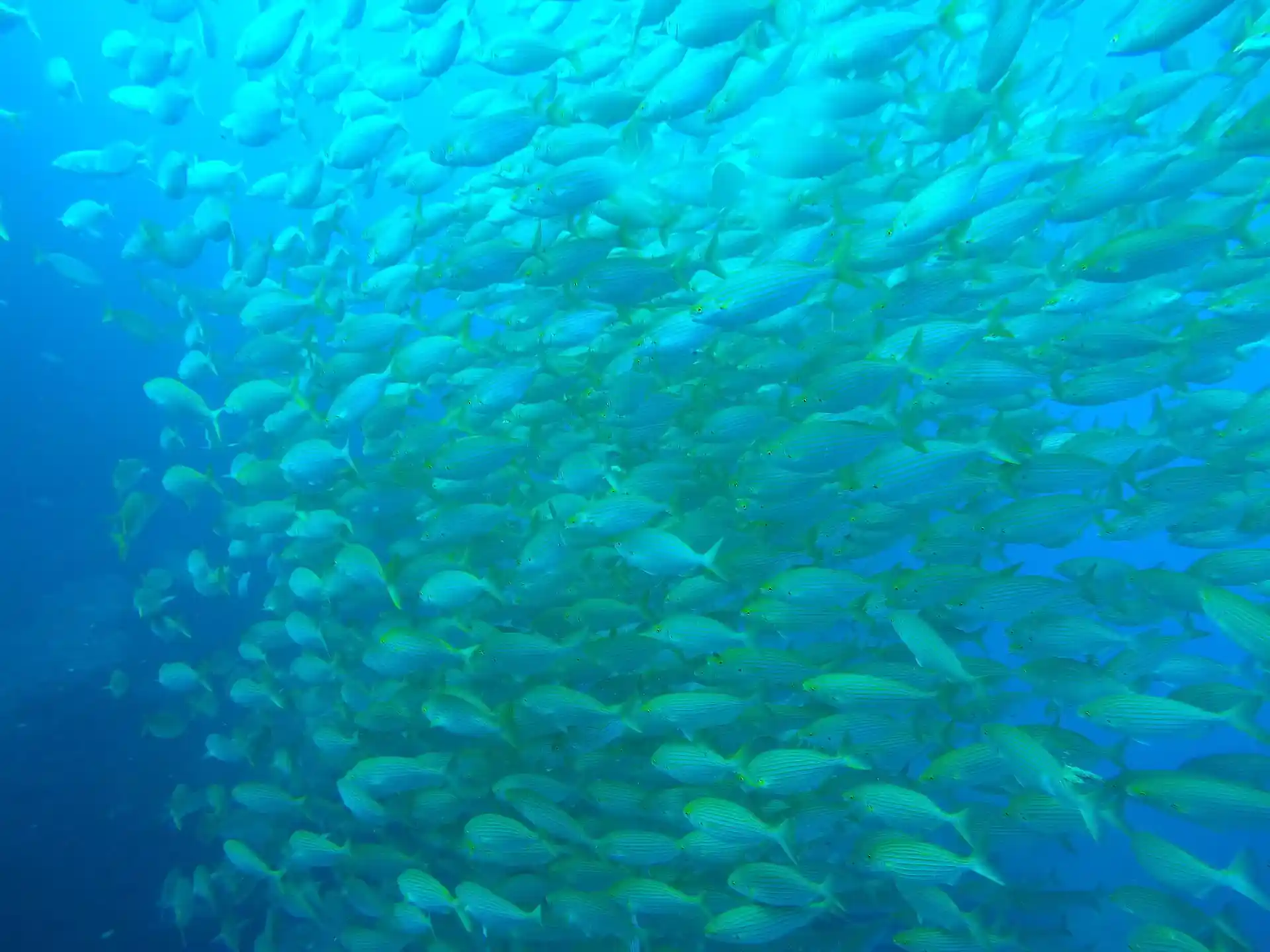 Foto del sitio de buceo