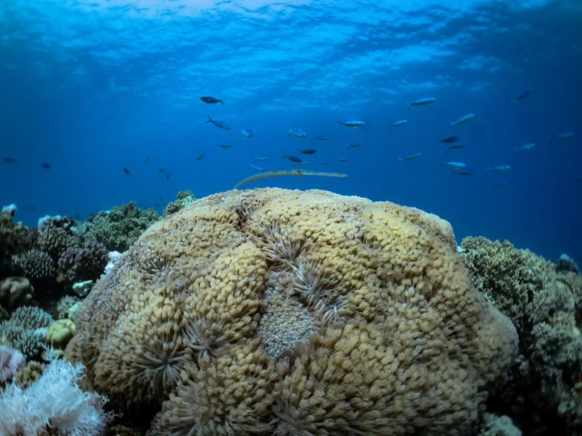 Photo de l'activité