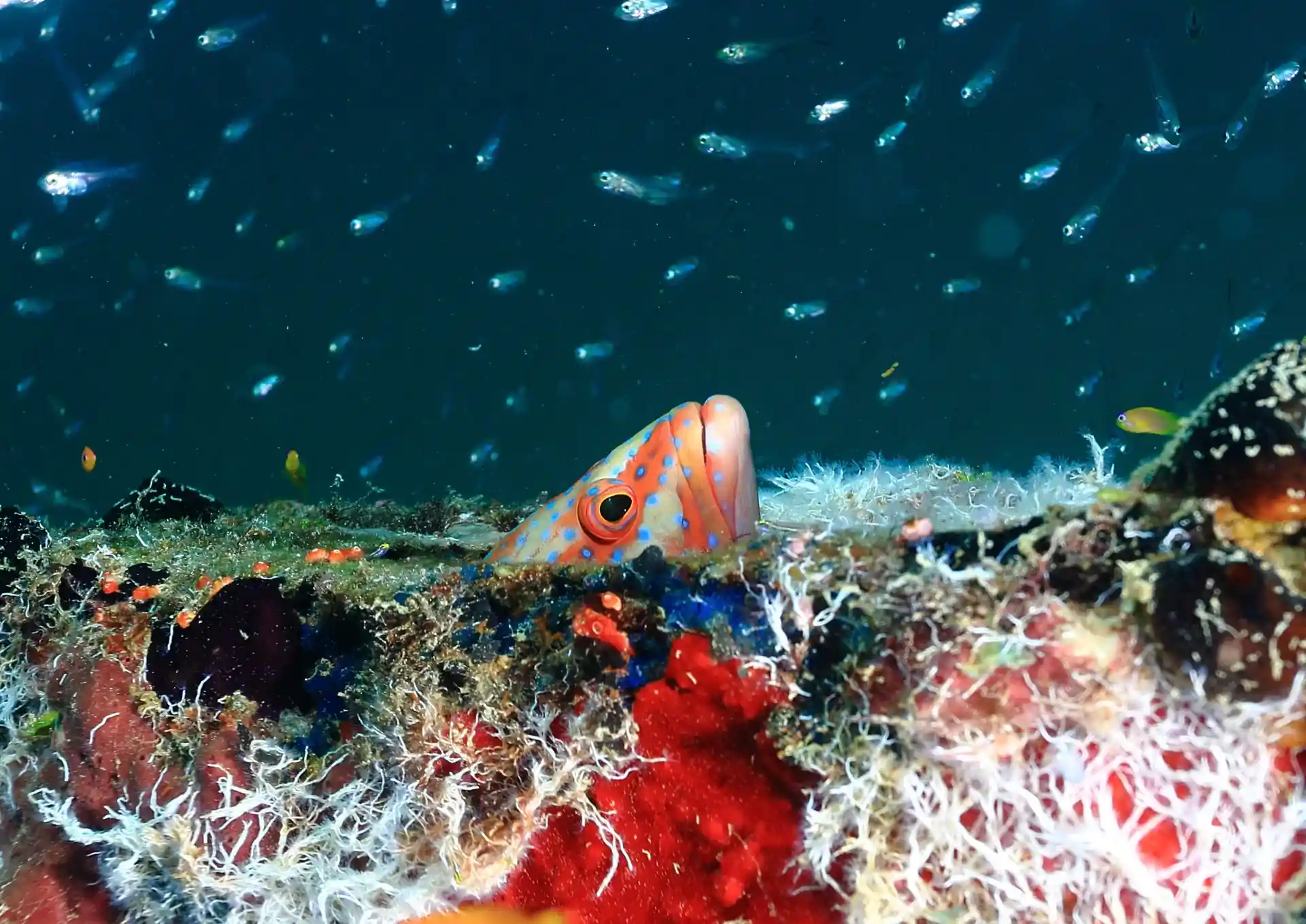 Foto de la tienda de buceo