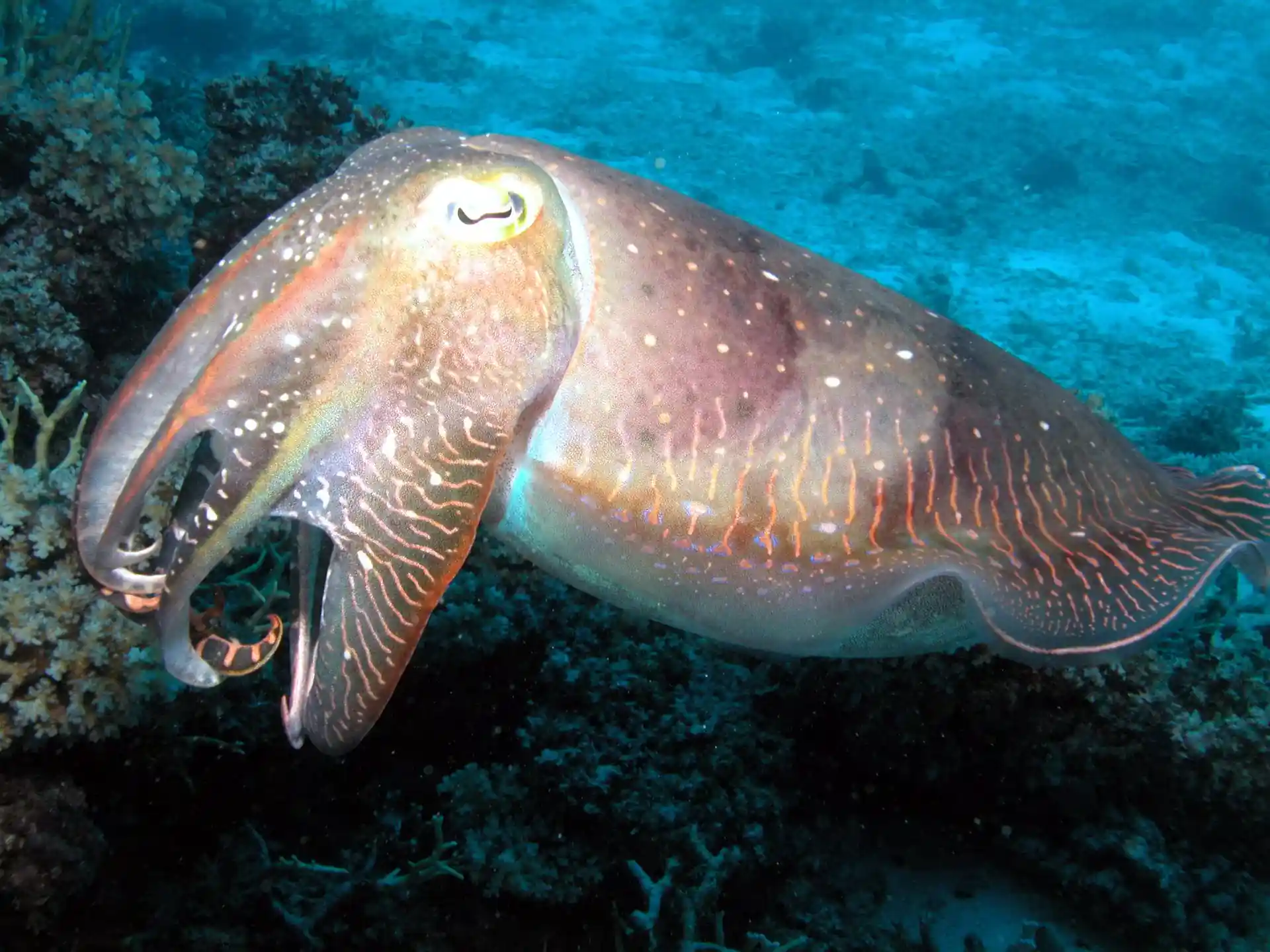 Dive site photo