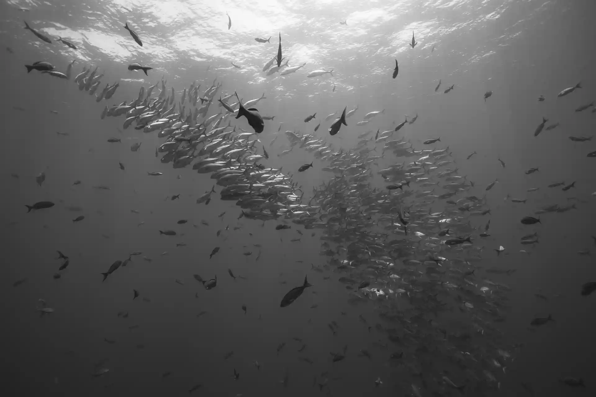 Foto de la tienda de buceo