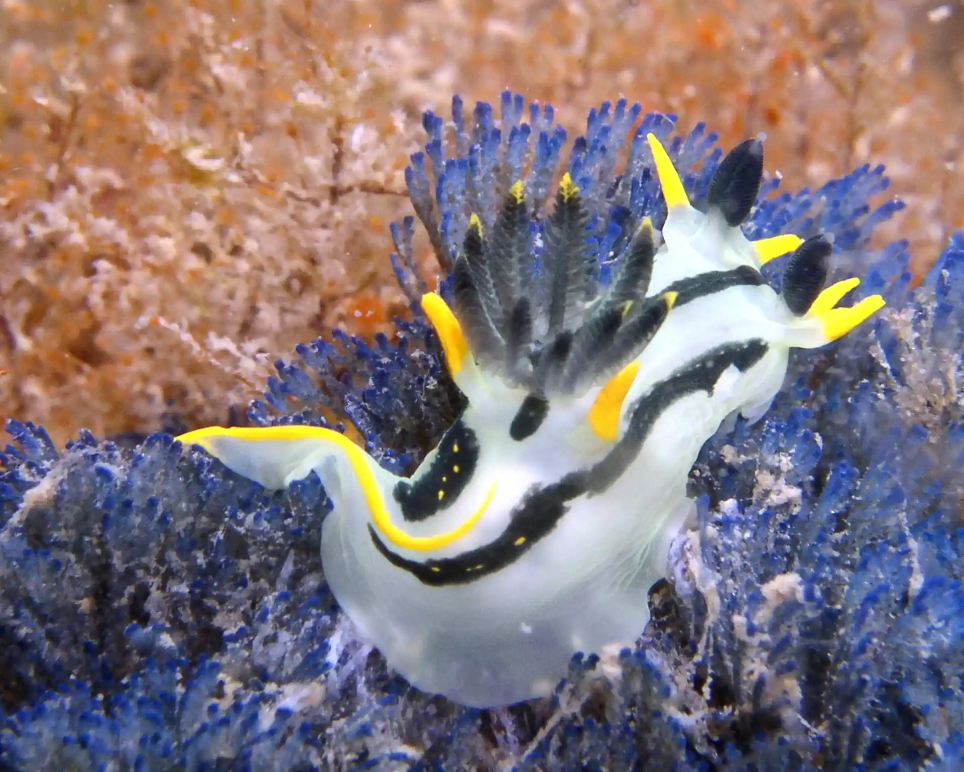 Photo du site de plongée