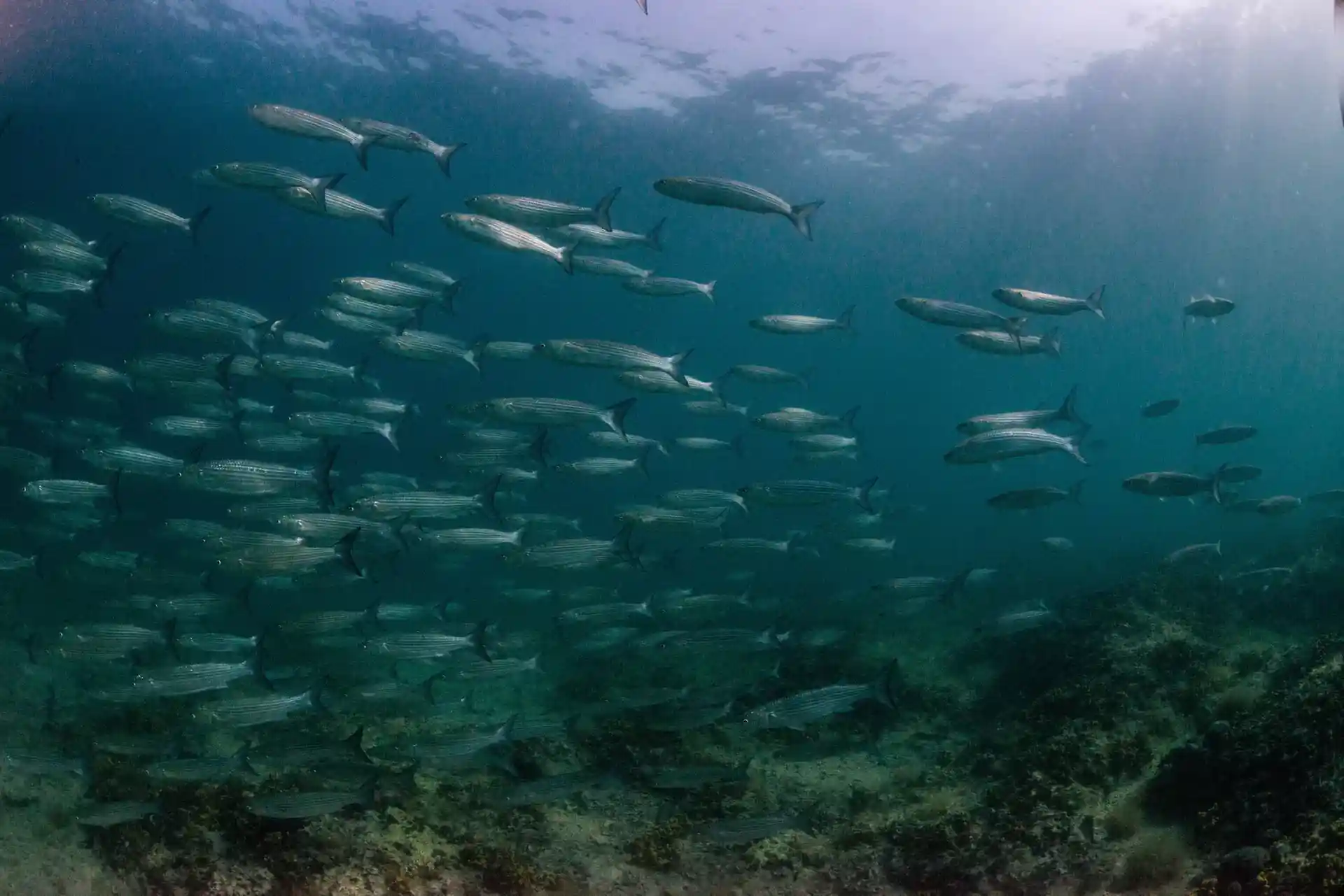 Foto van de duiklocatie