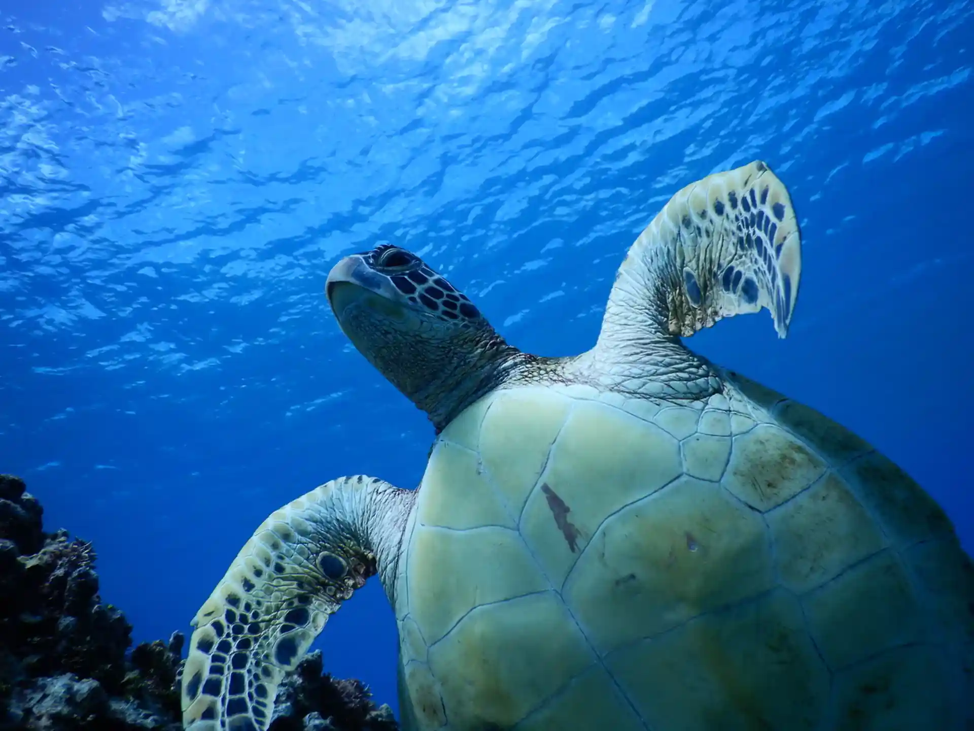 Kayak Trutle Snorkeling Tour