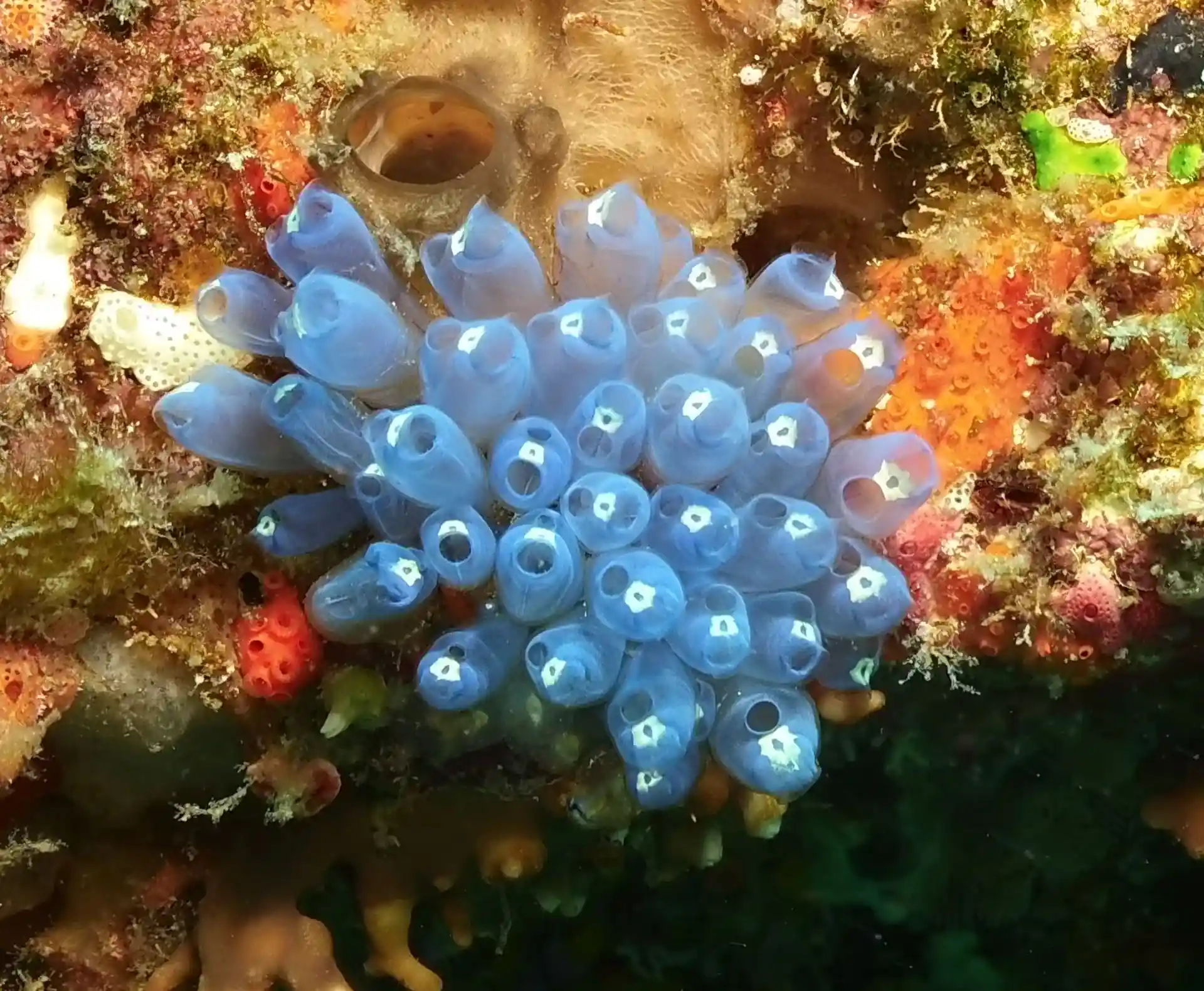 Dive shop photo