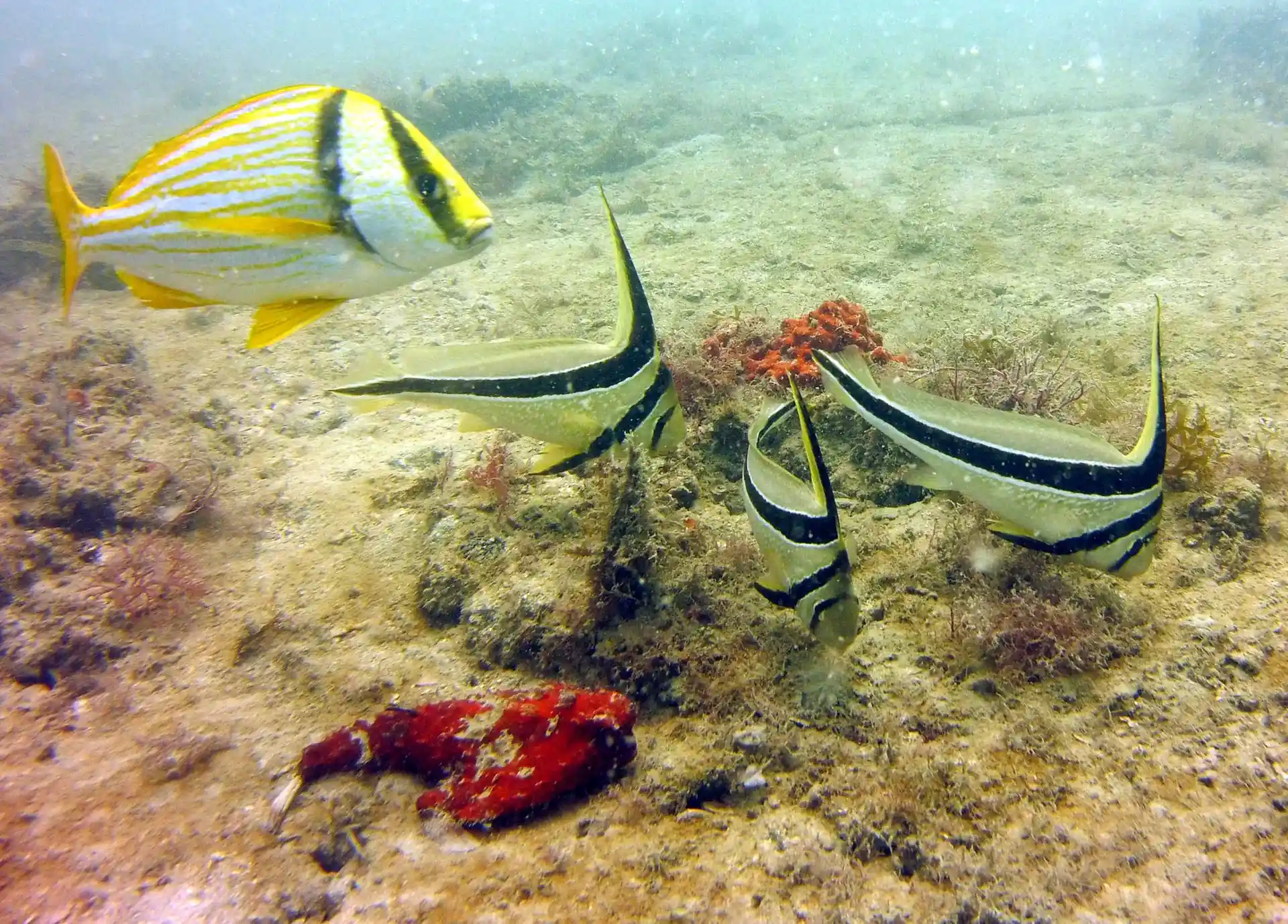 Dive site photo