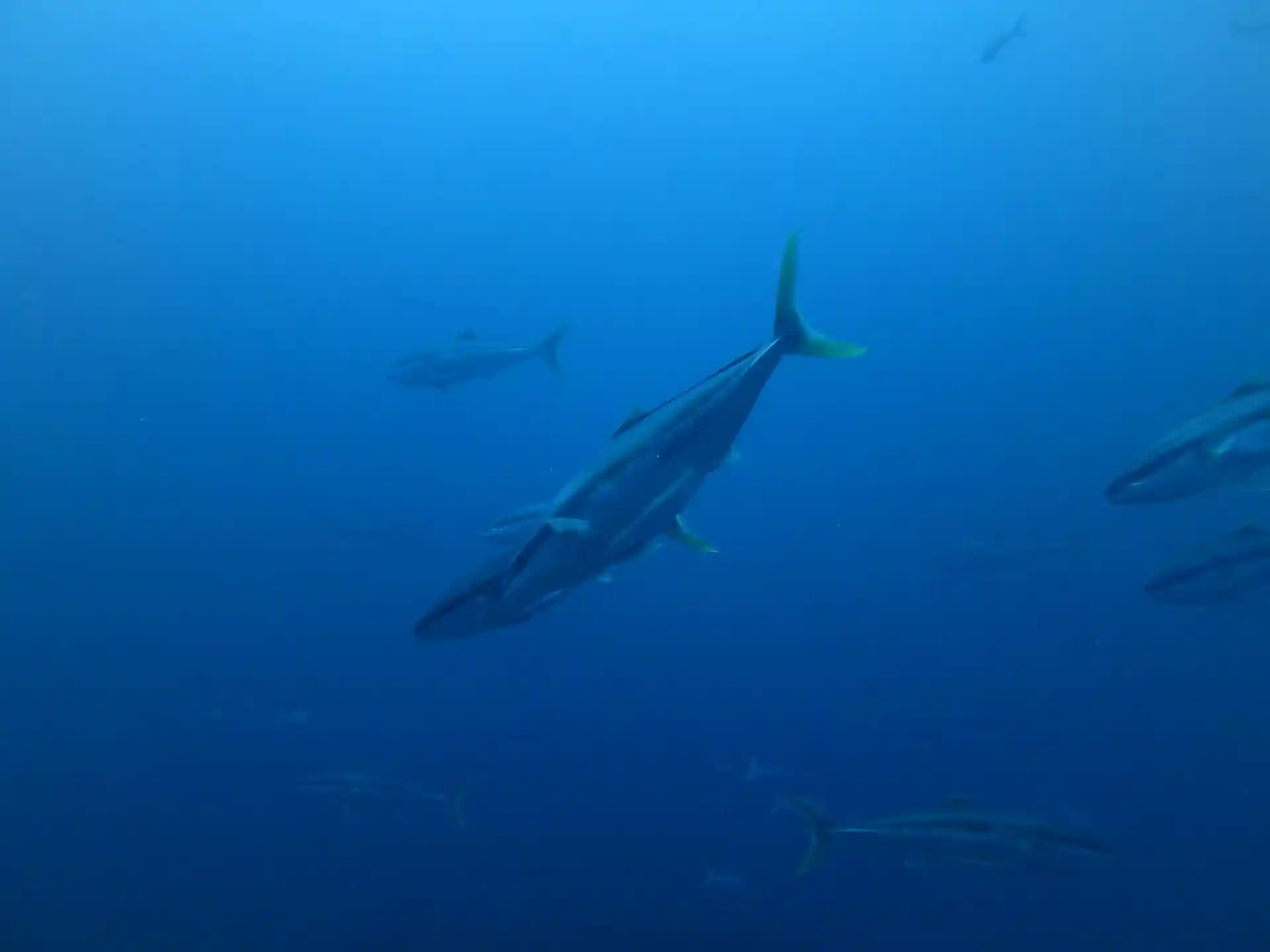 다이빙 포인트 사진