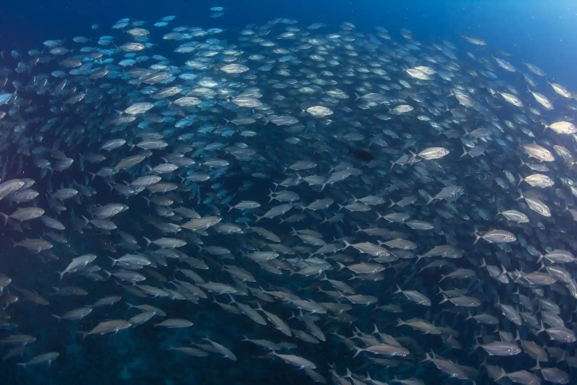 Dive site photo