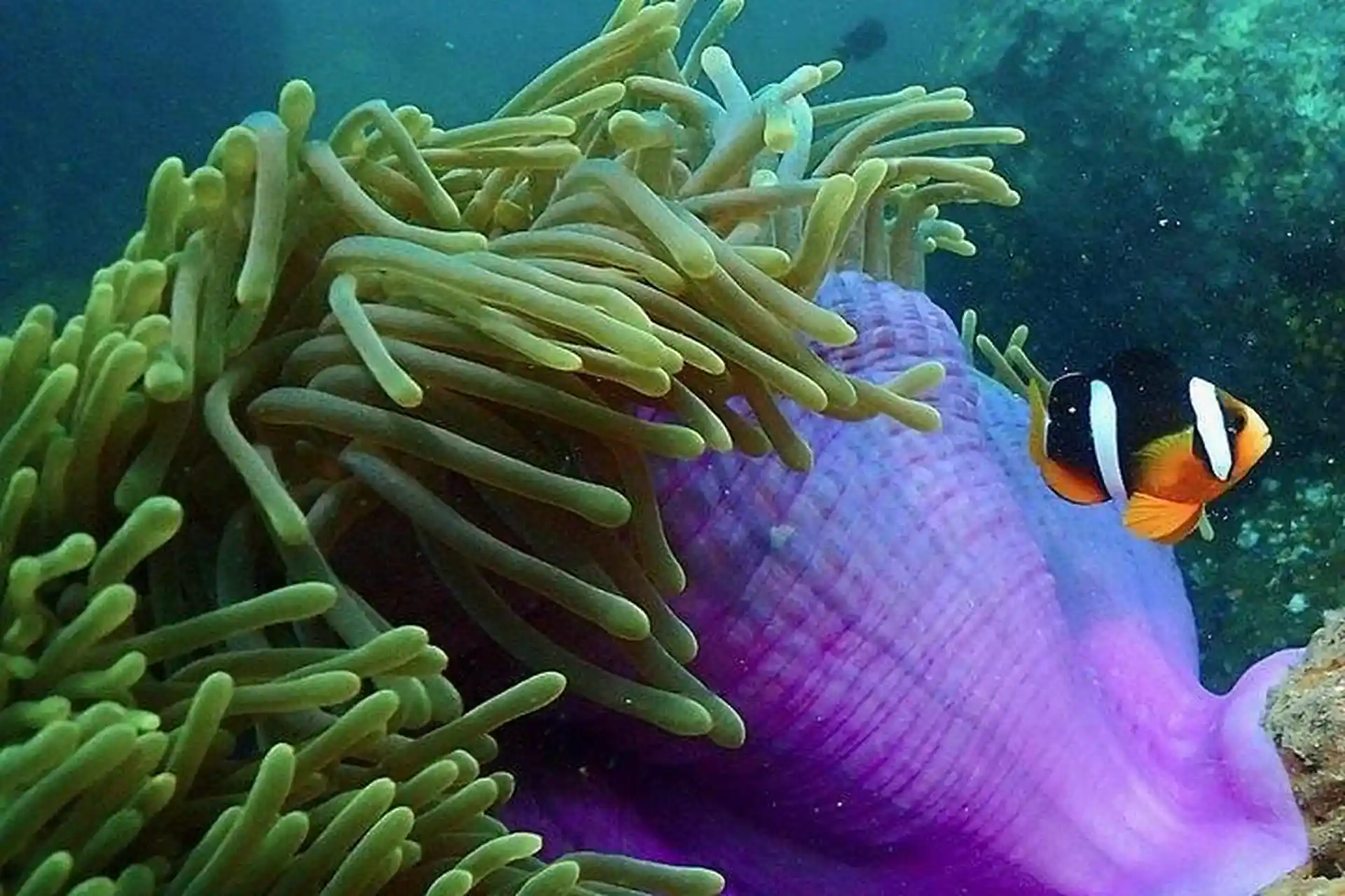 Apprenez-en plus sur la vie marine!