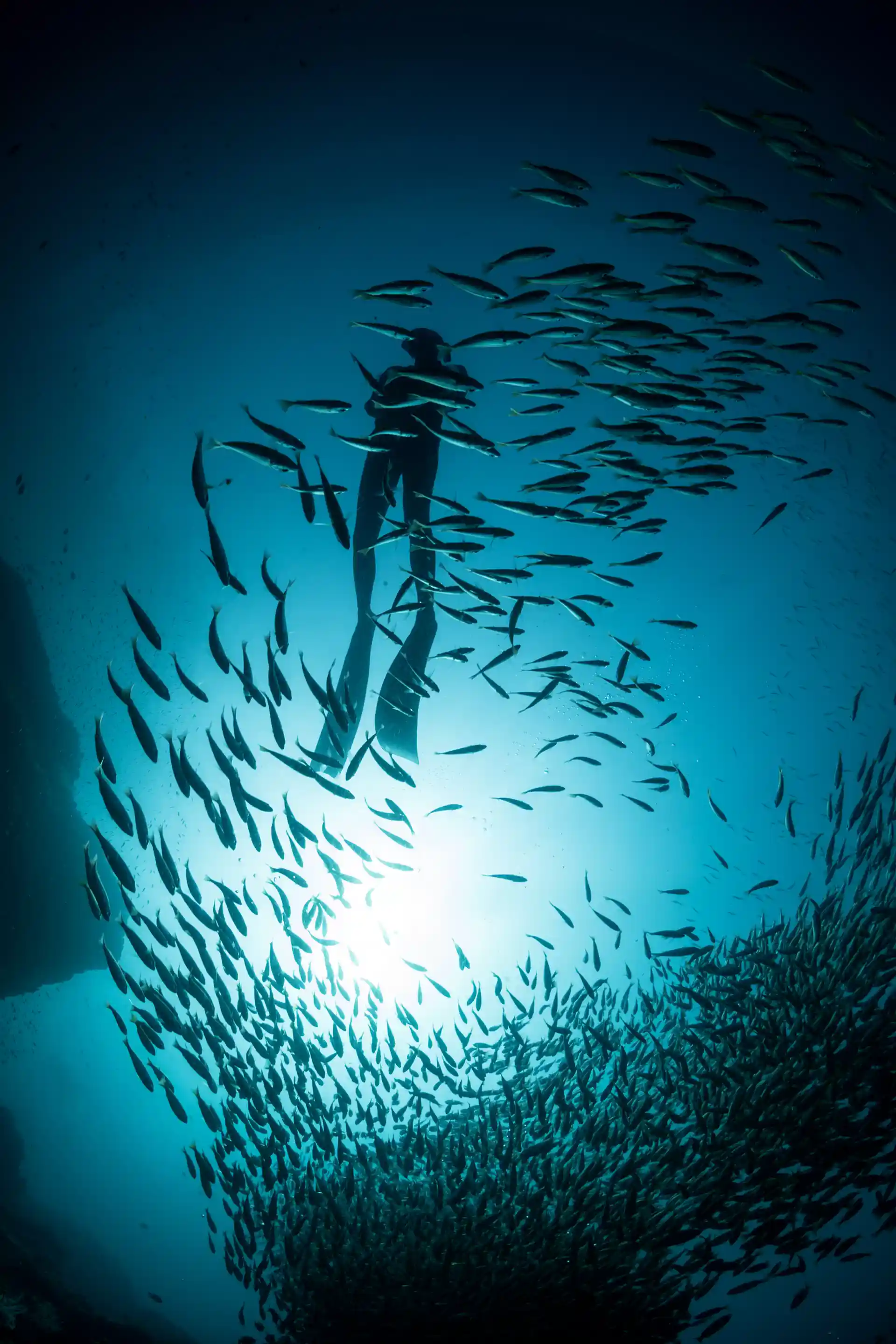 Freediving among the shoals of fishes