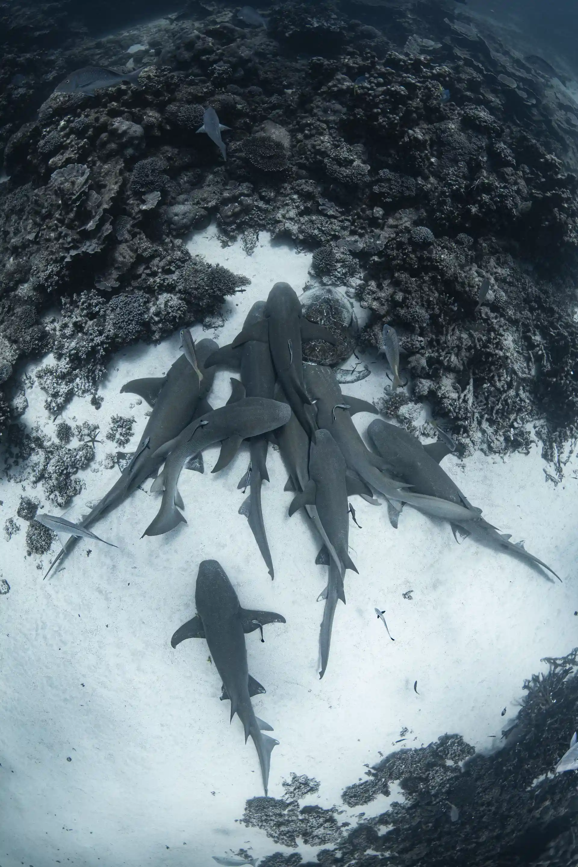 Even sharks love to cuddle!