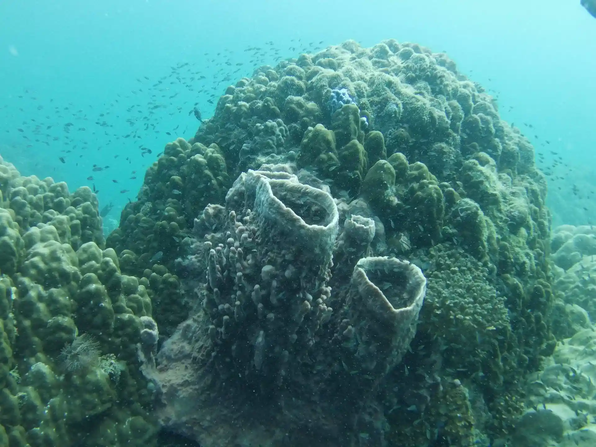 ダイビングサイトの写真