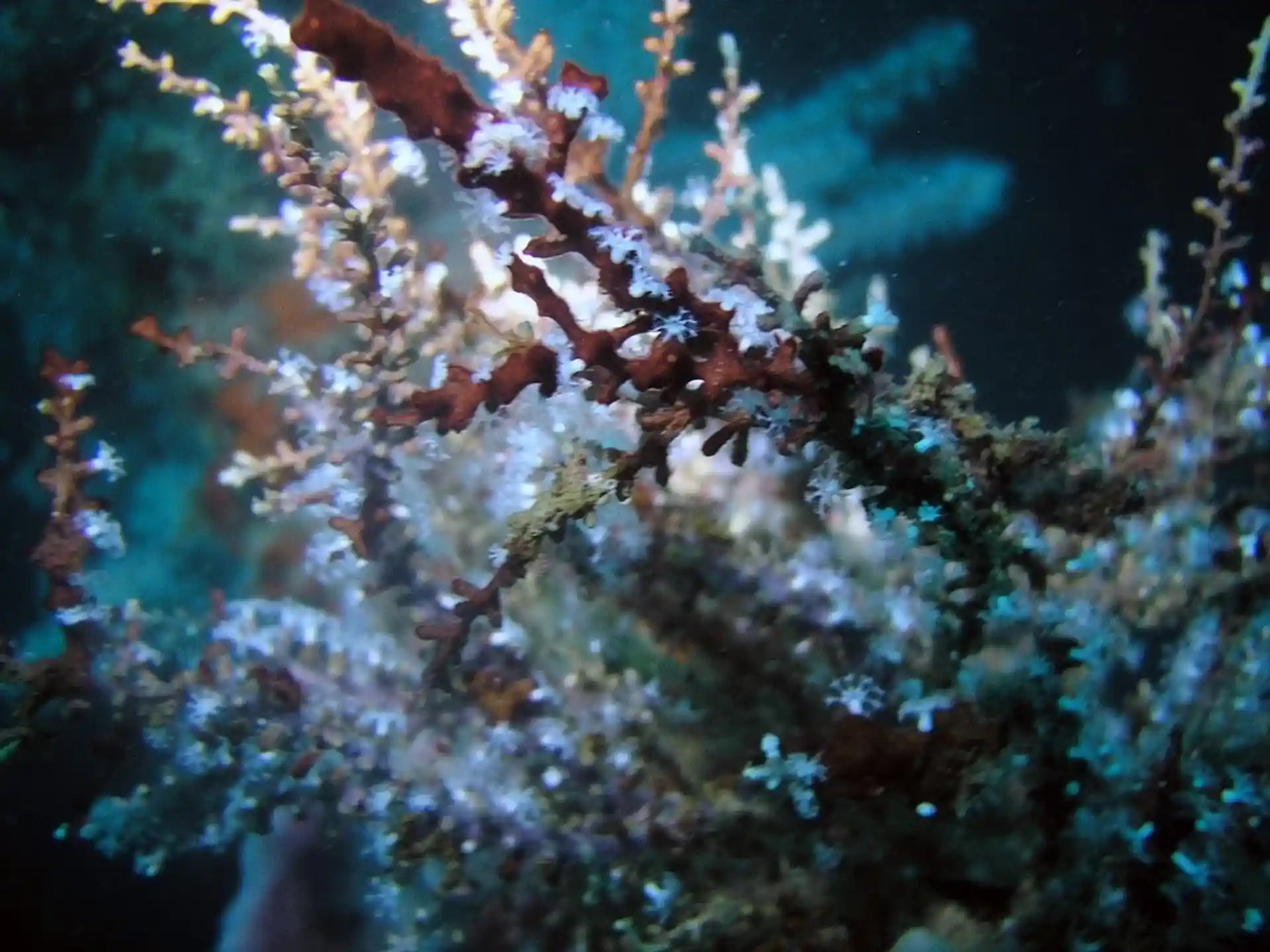 ダイビングサイトの写真