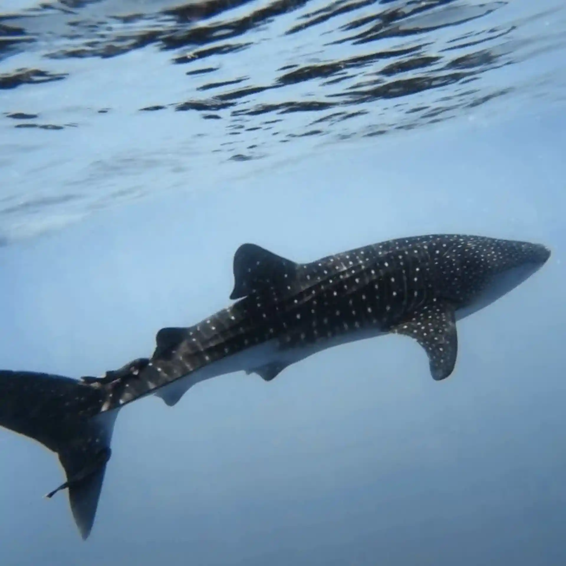 ダイビングサイトの写真