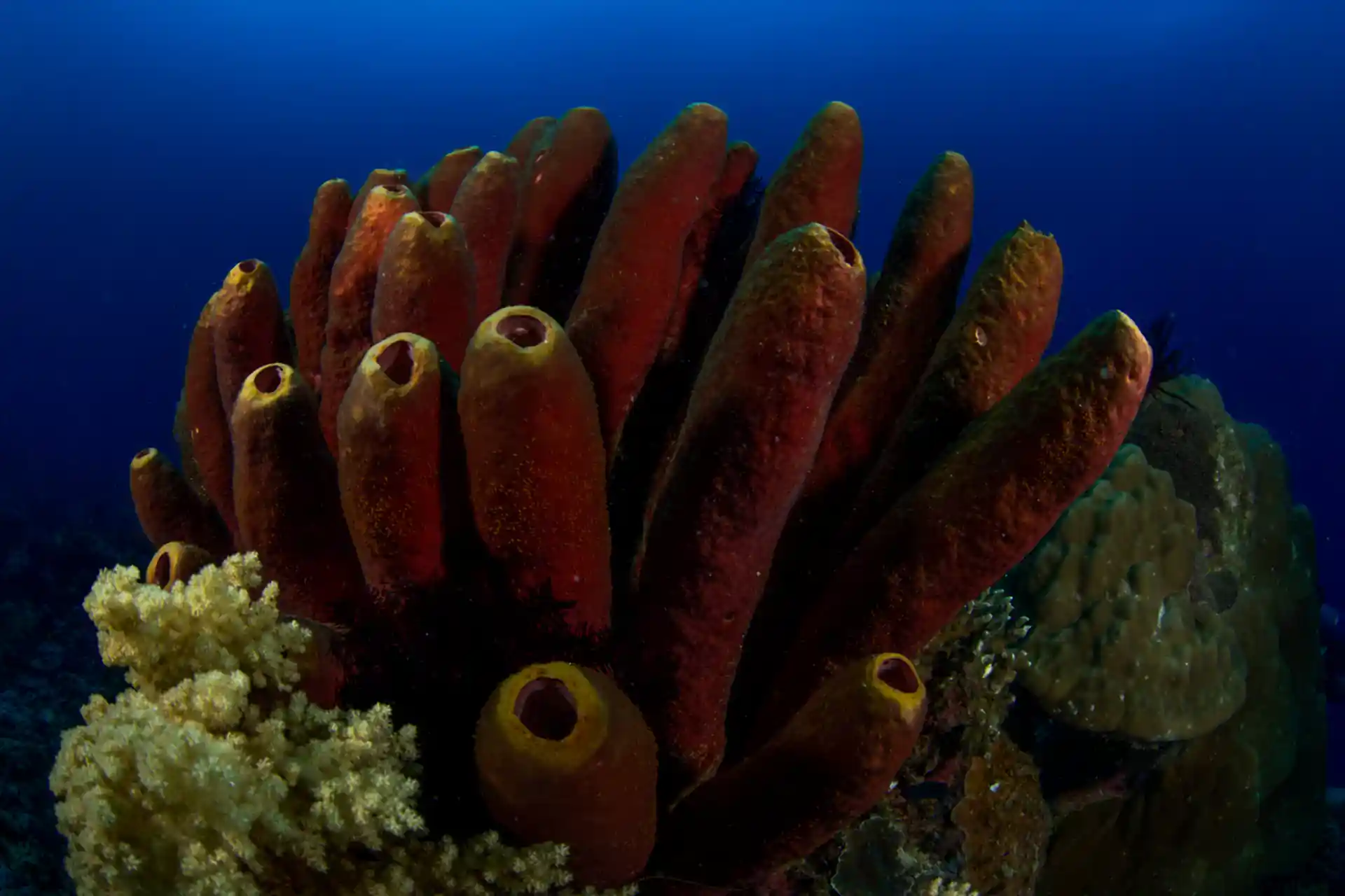 Dive site photo
