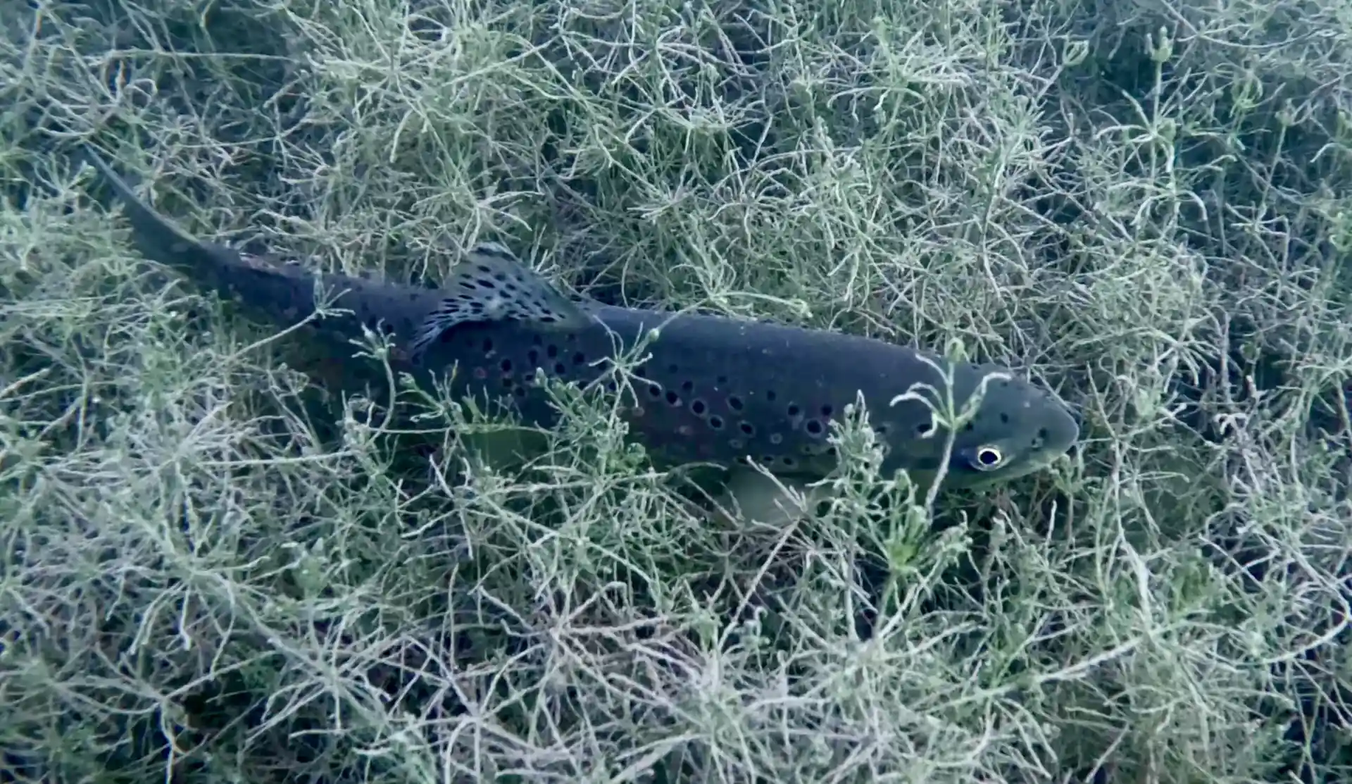 Foto des Tauchplatzes