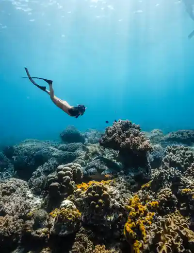 Picture: PADI Green Fins Partners