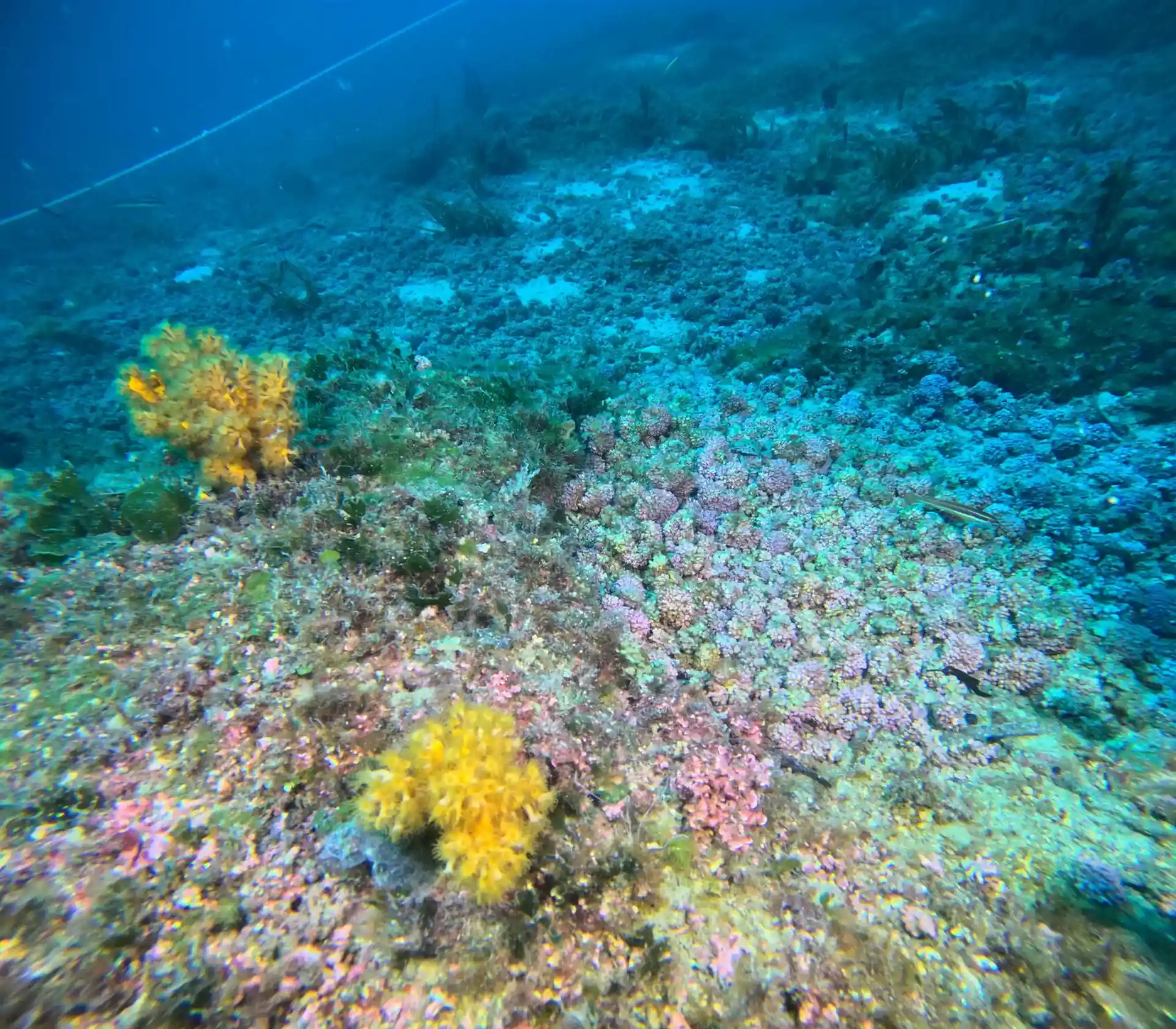 Dive site photo