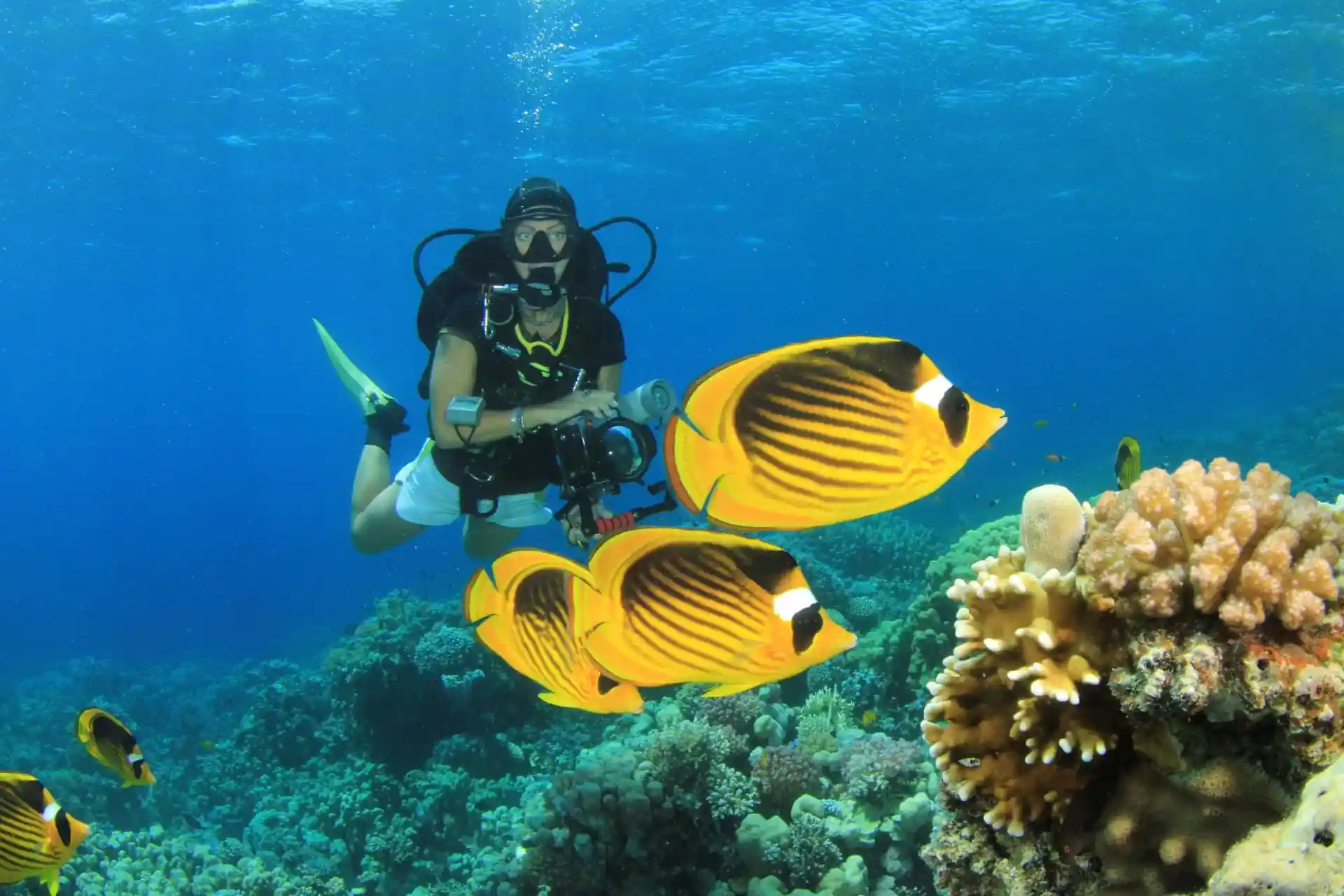 Mindoro | PADI Fish Identification | Book online | PADI Adventures