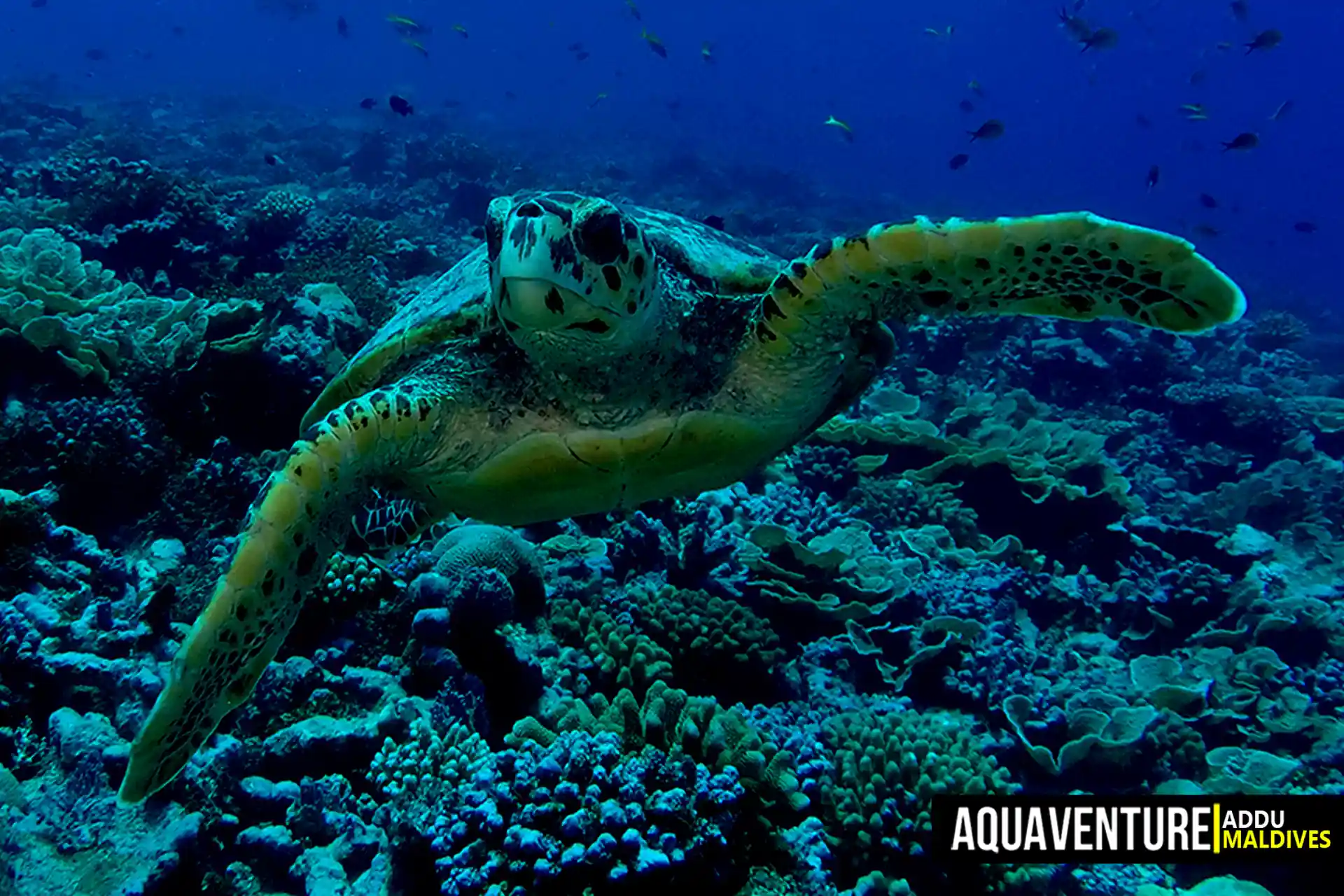 Foto del sitio de buceo