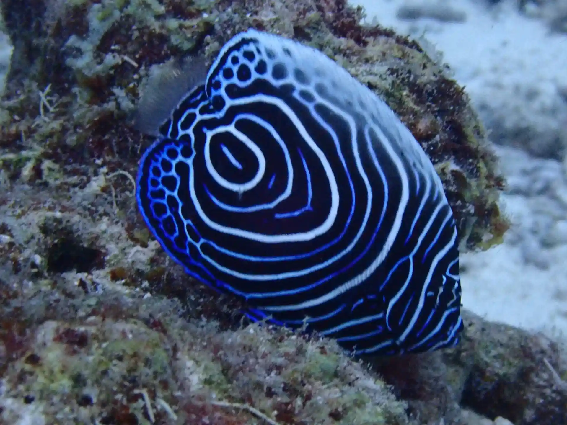 Dive site photo