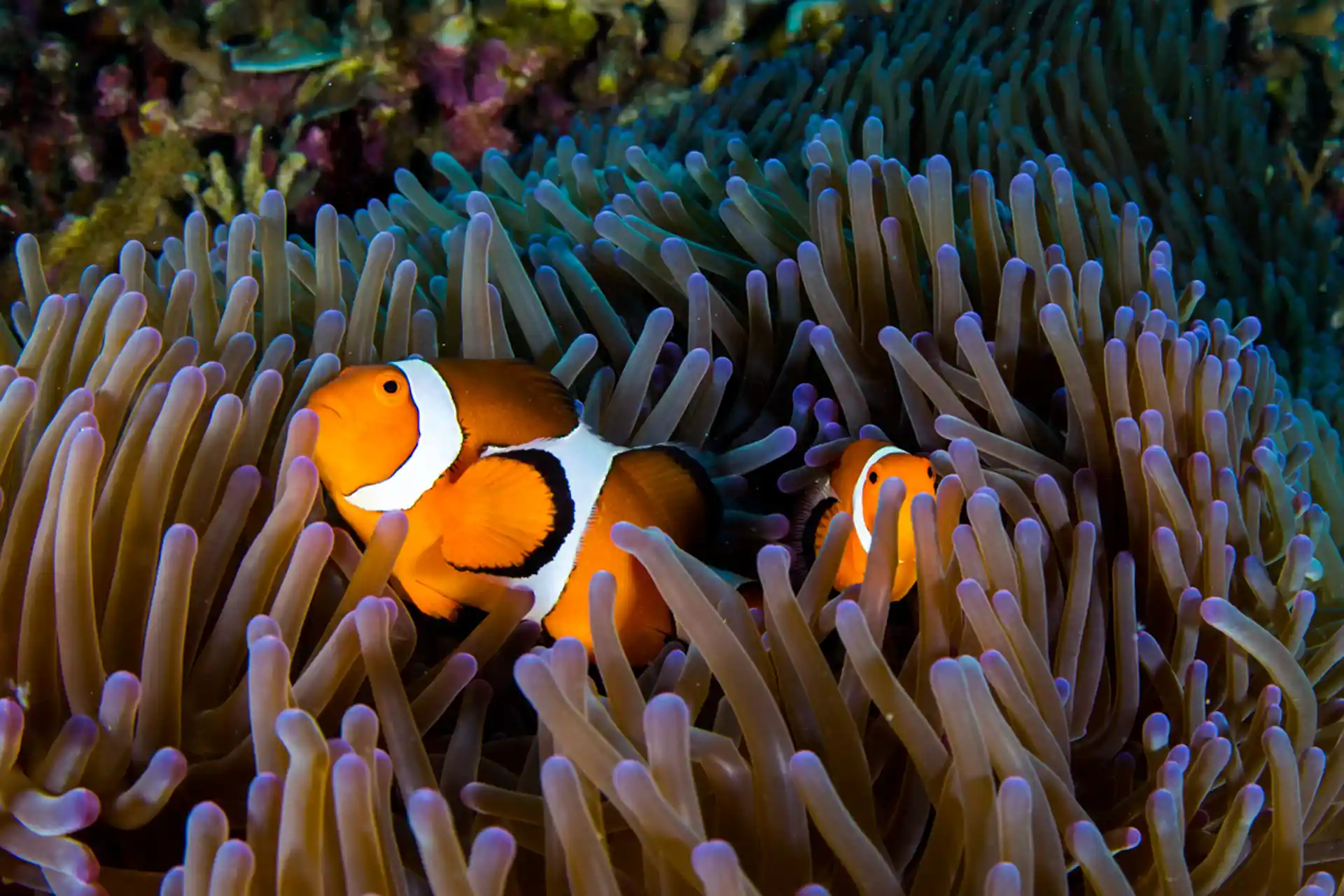 Dive site photo