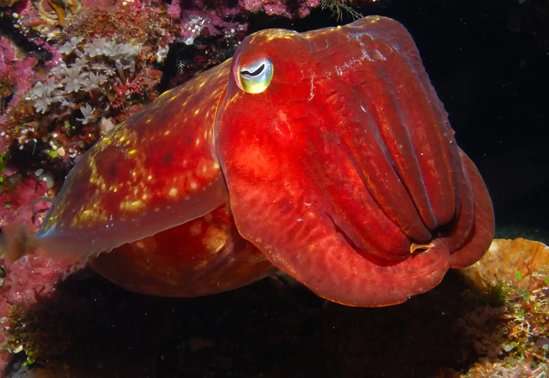 Dive site photo