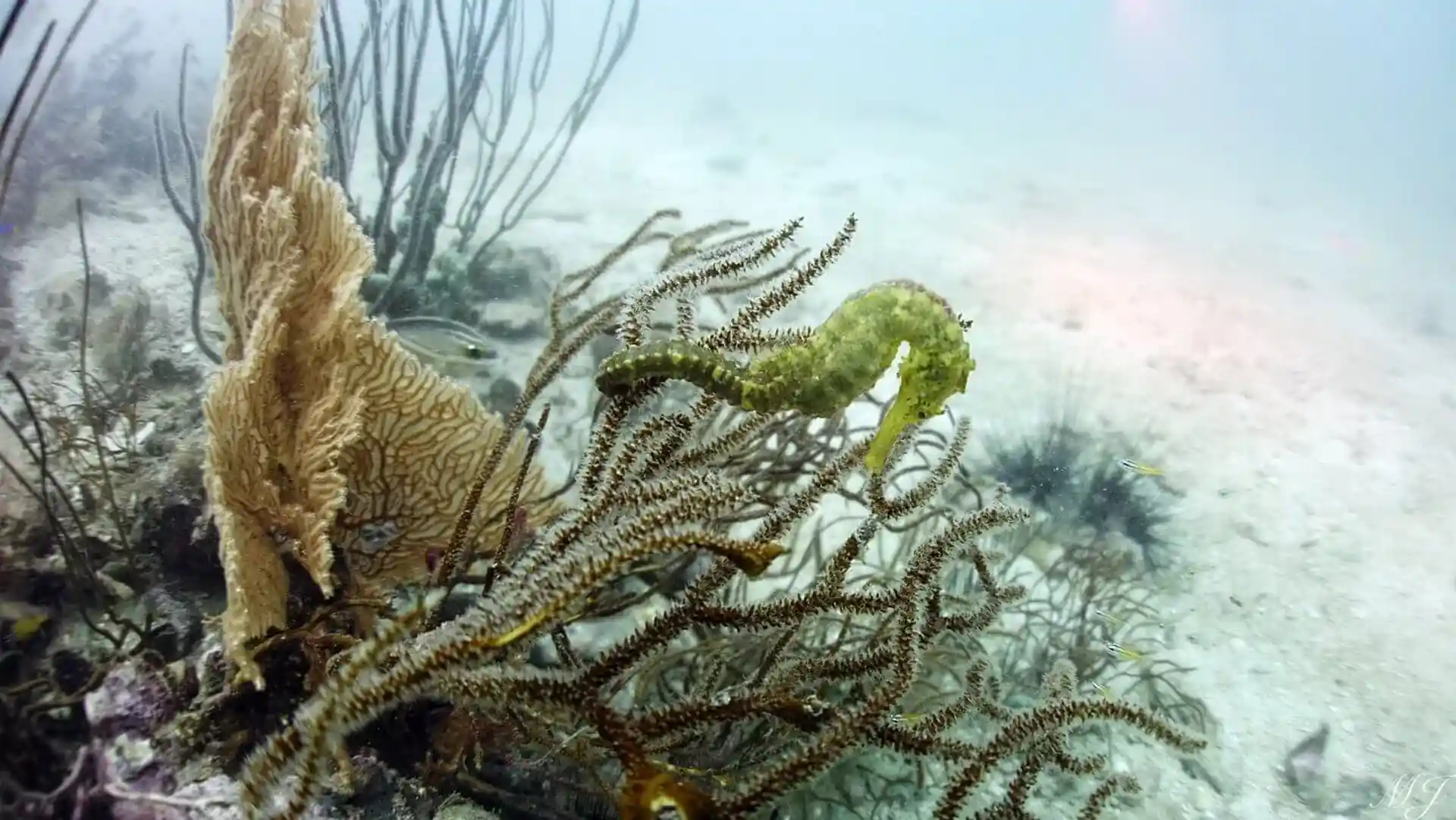 Spotting a seahorse underwater