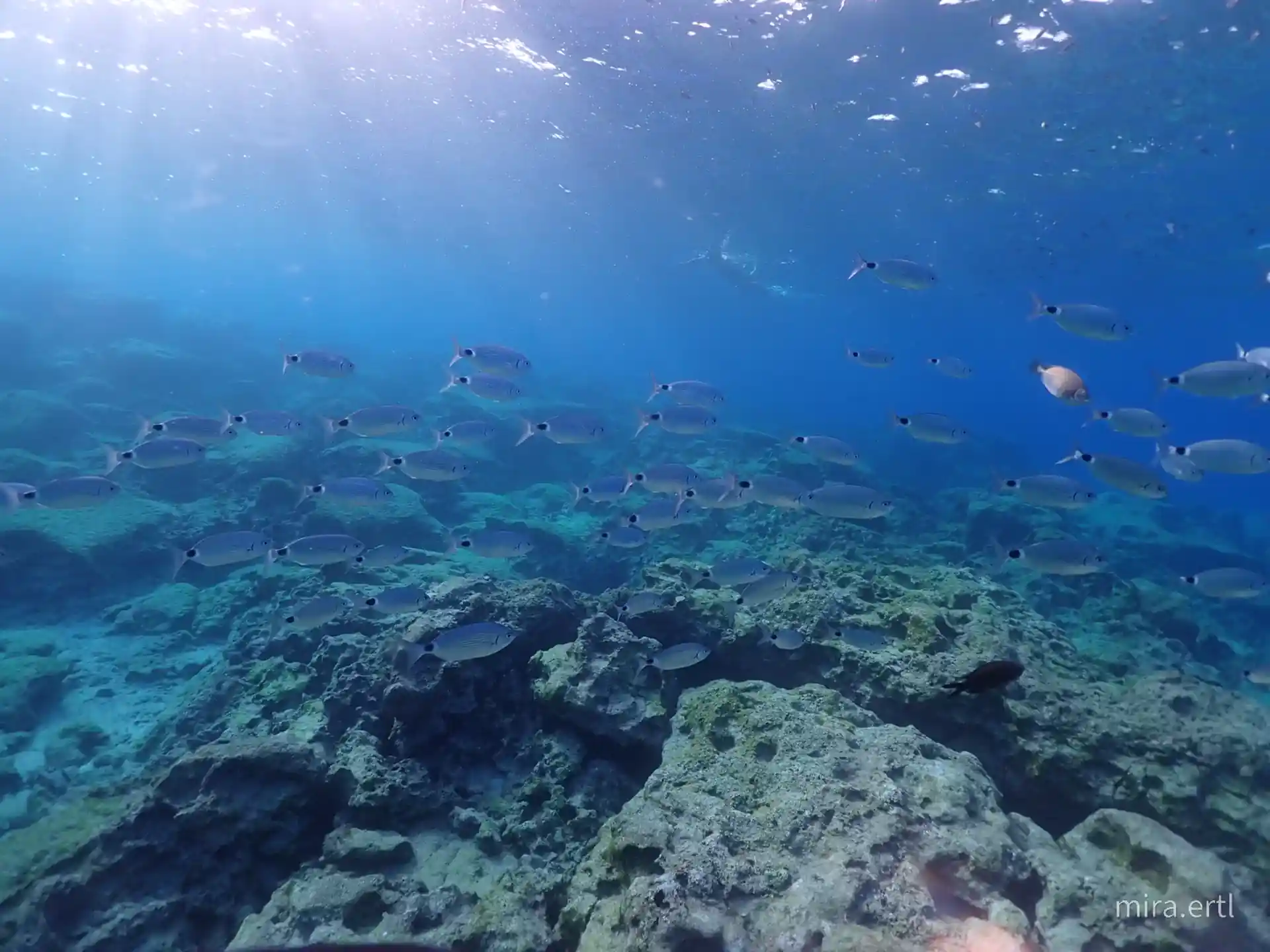 Dive site photo