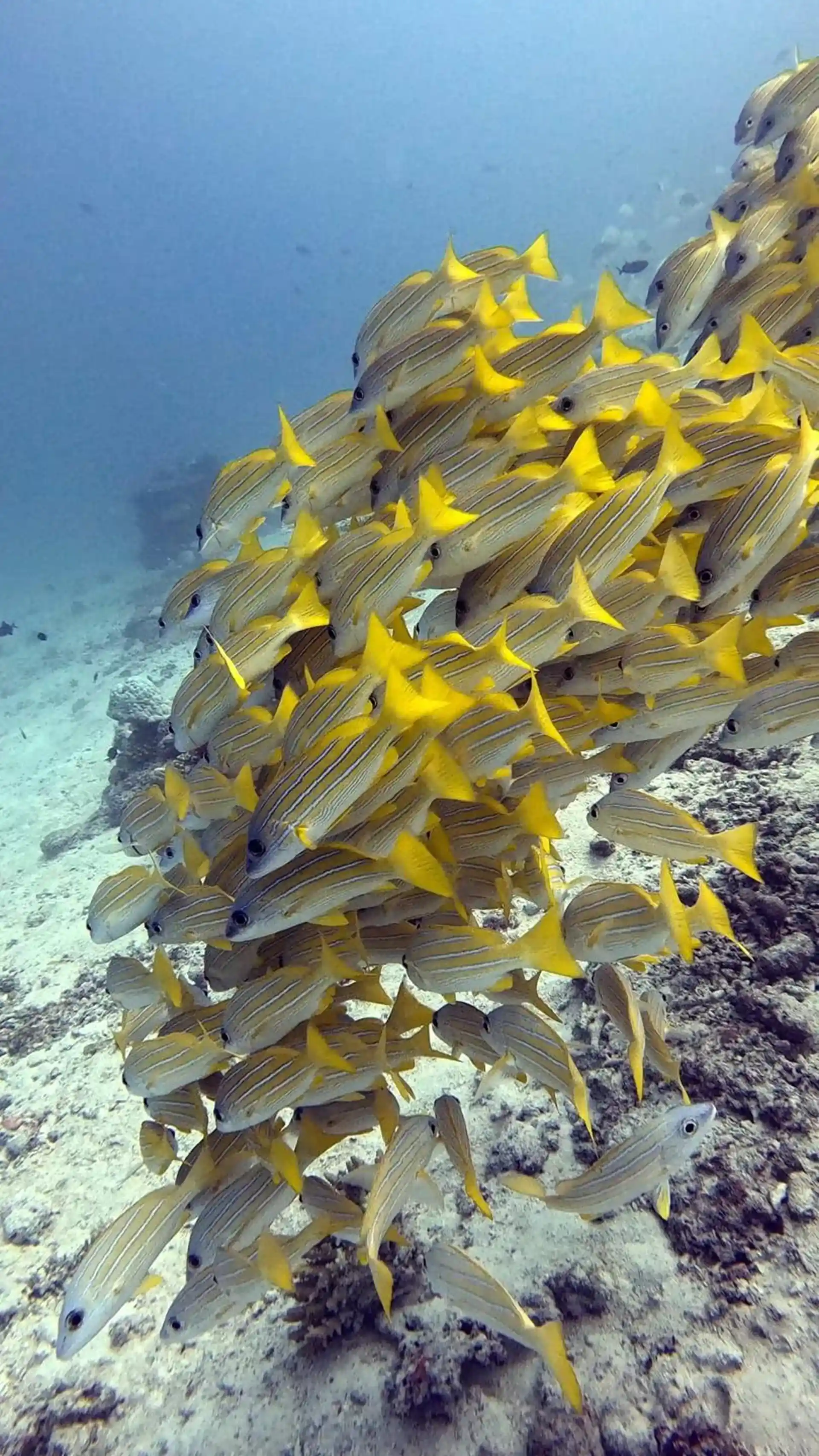Dive site photo