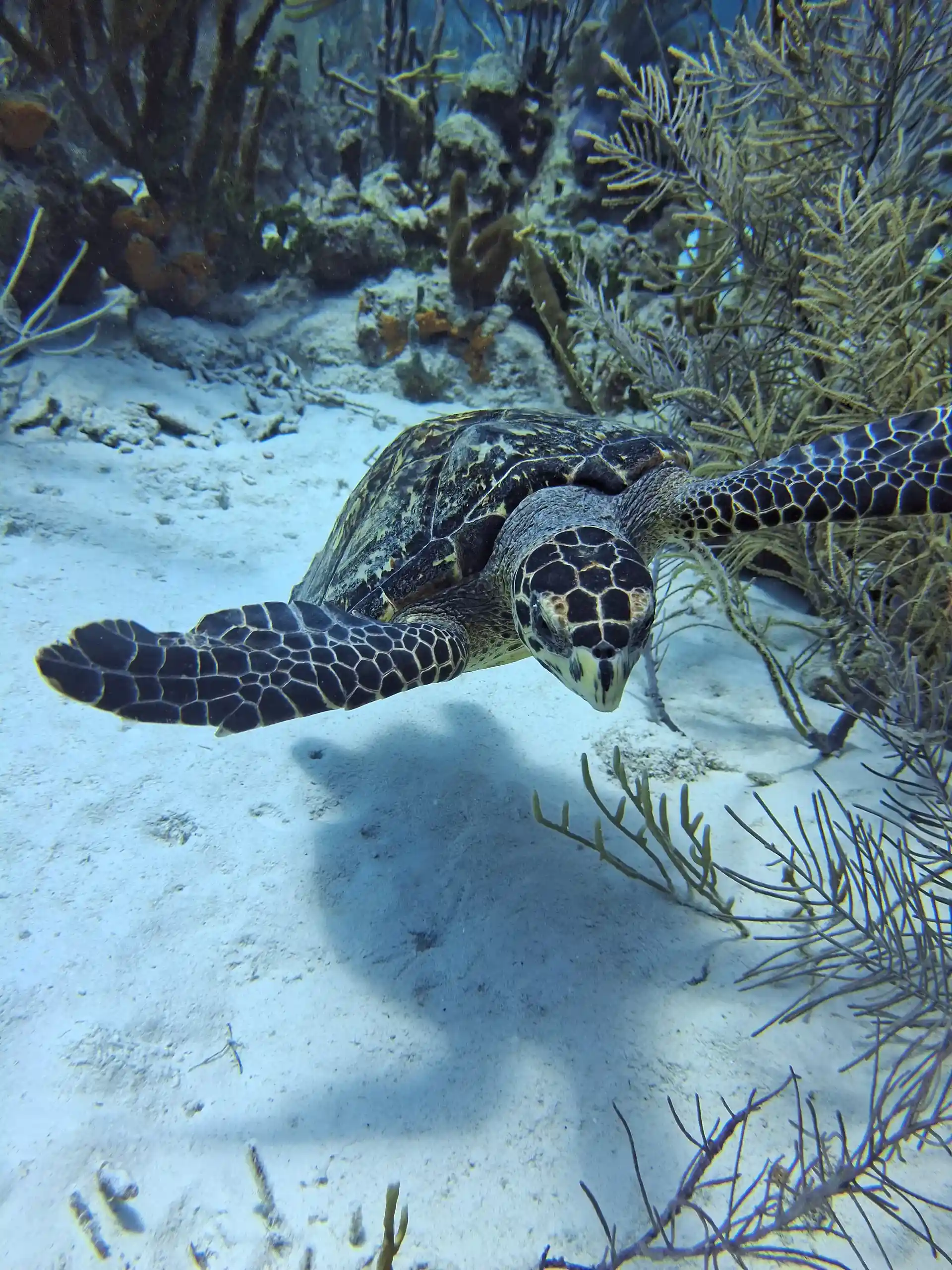 Rebuild your skills safely with PADI ReActivate on Bonaire. Scuba Elite teaches in small groups for a relaxed, personalized refresh.