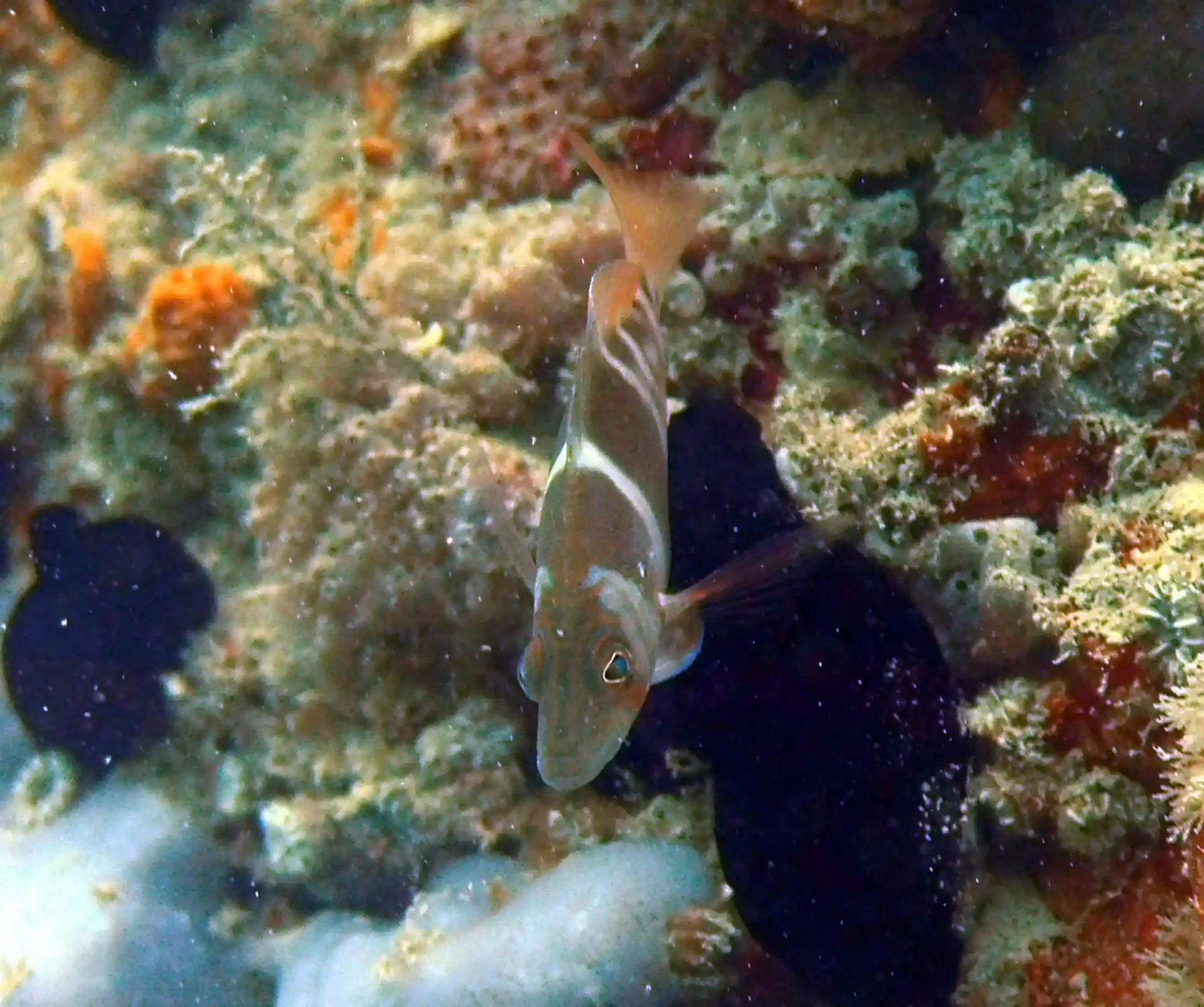 Dive site photo