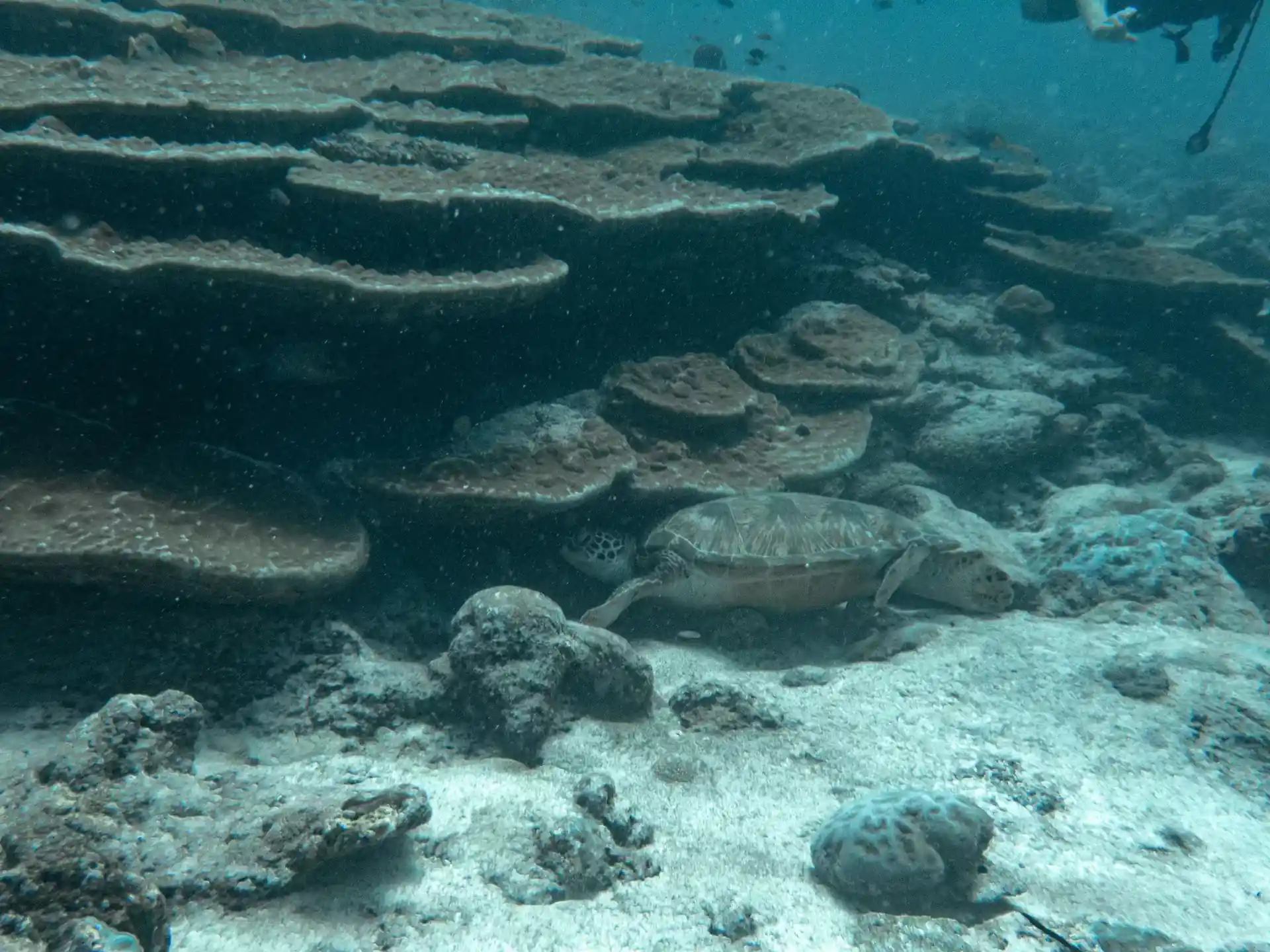 Dive site photo