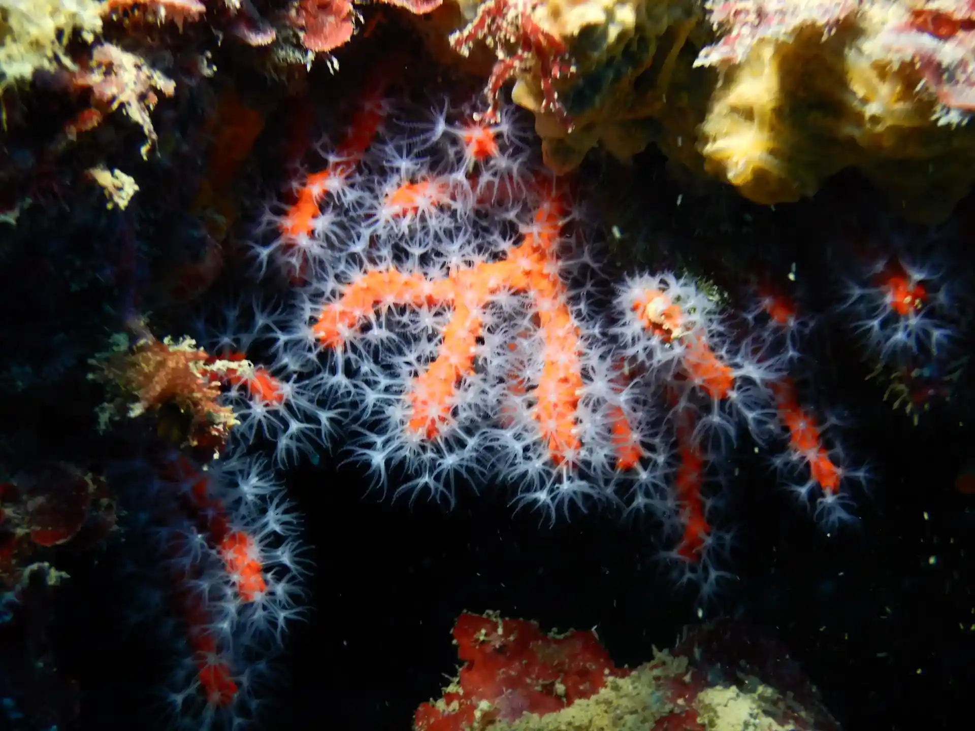 다이빙 포인트 사진