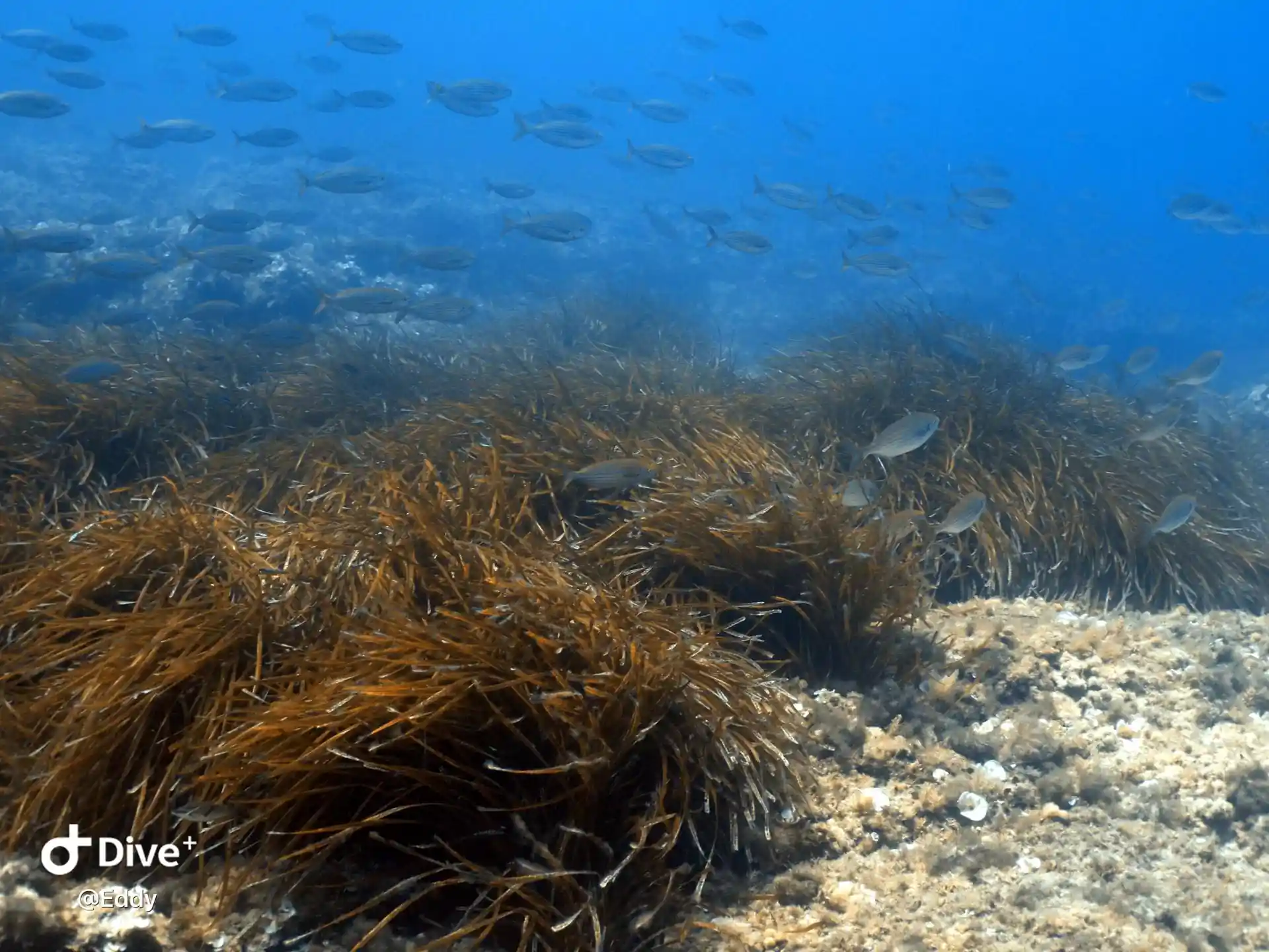 Dive site photo