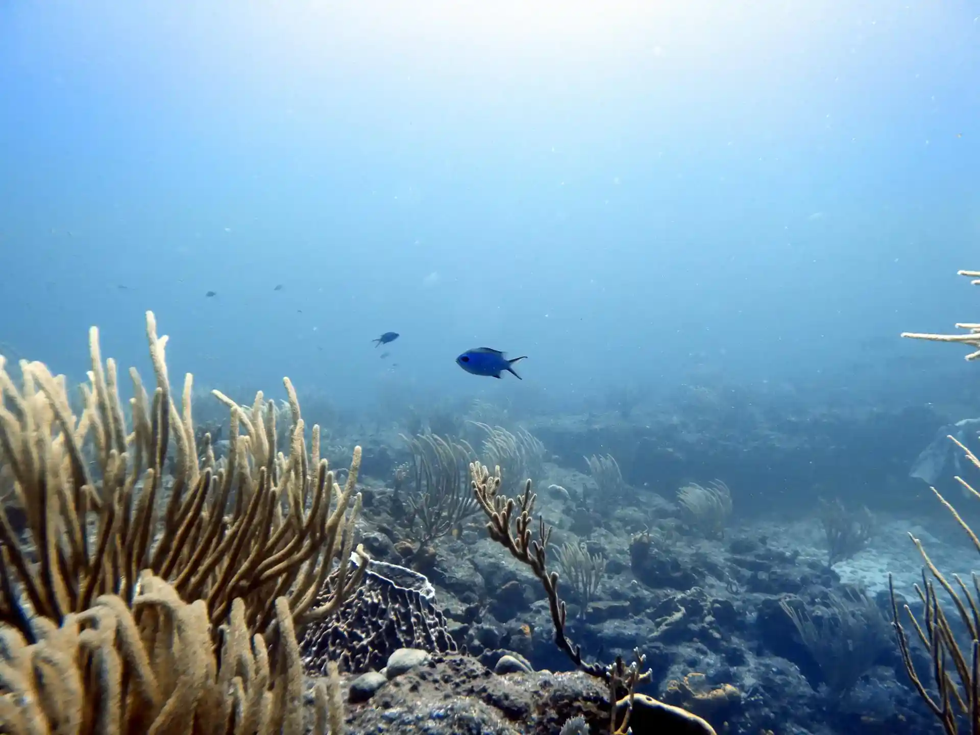 Dive site photo