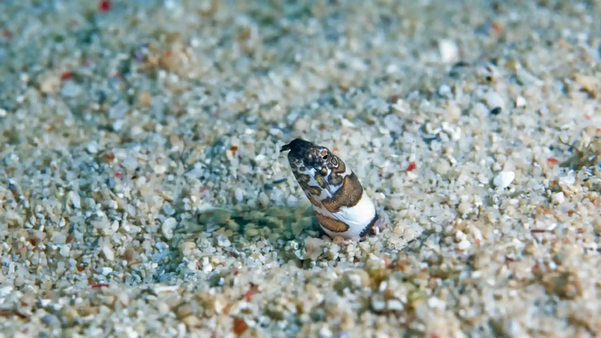 Foto del sitio de buceo