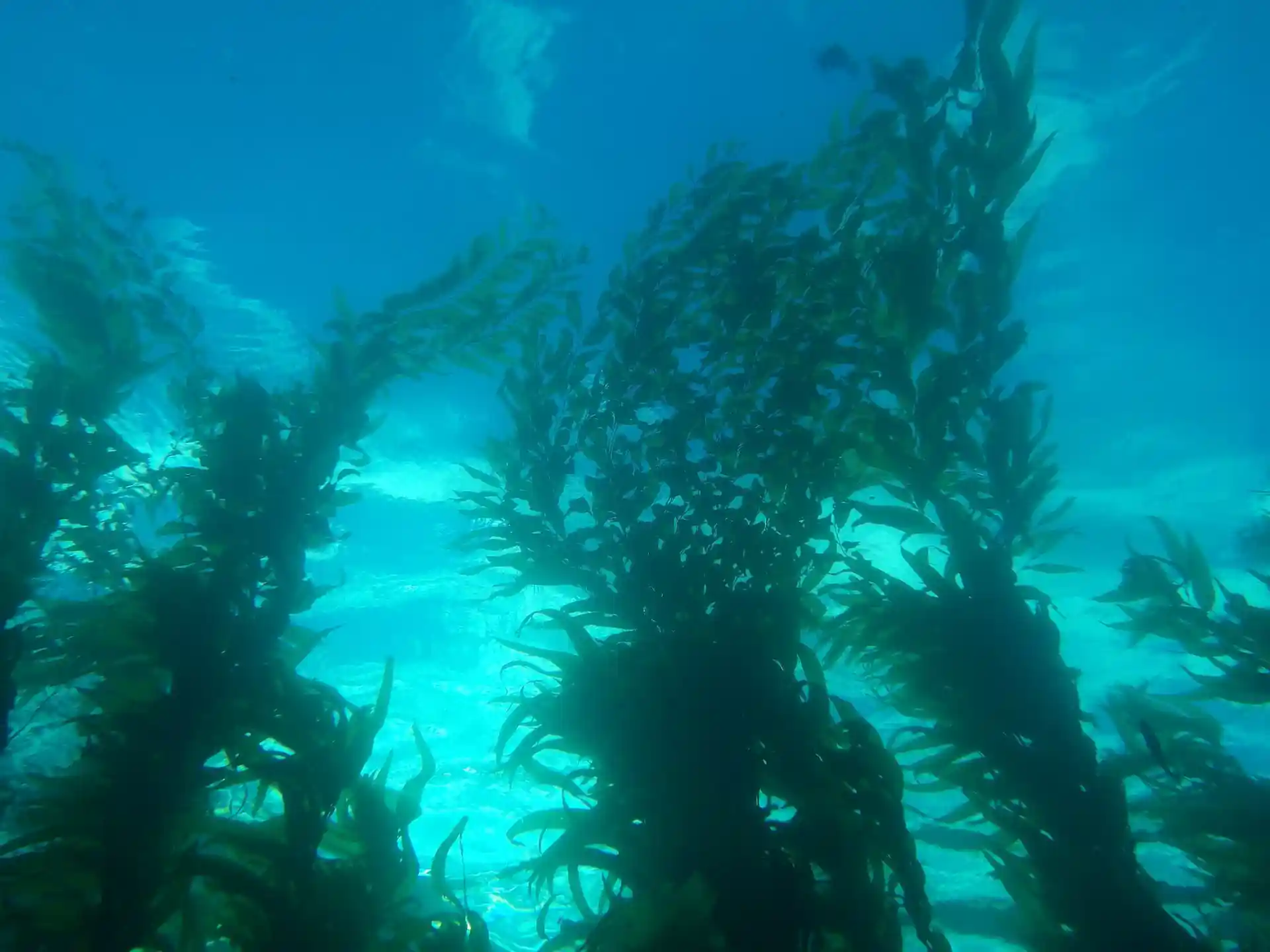 Dive site photo