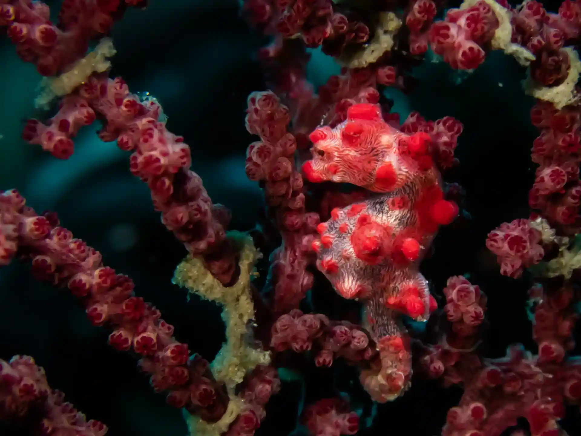 Photo du site de plongée