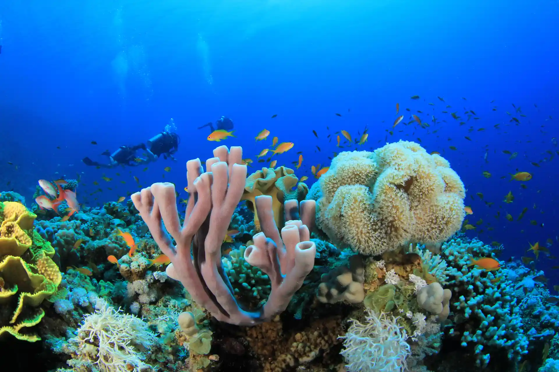 Dive shop photo