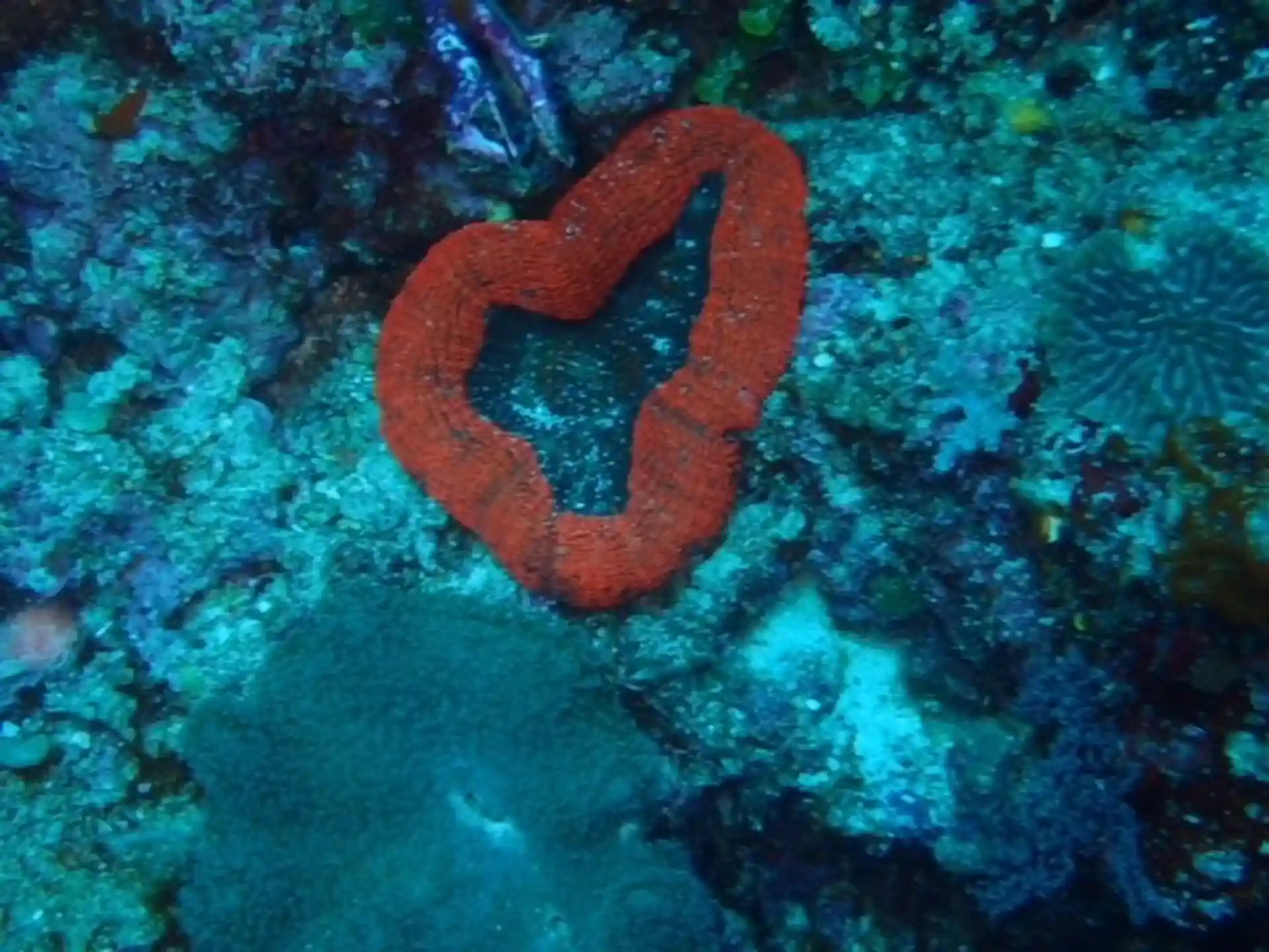 Dive shop photo